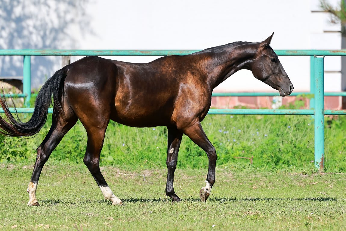 Sikyrly-Dacor, purebred Akhal-Teke broodmare