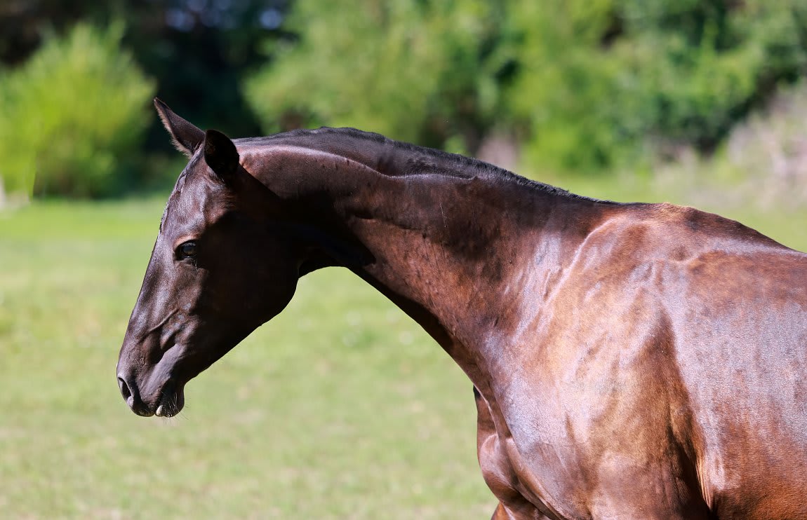 Sikyrly-Dacor, purebred Akhal-Teke broodmare