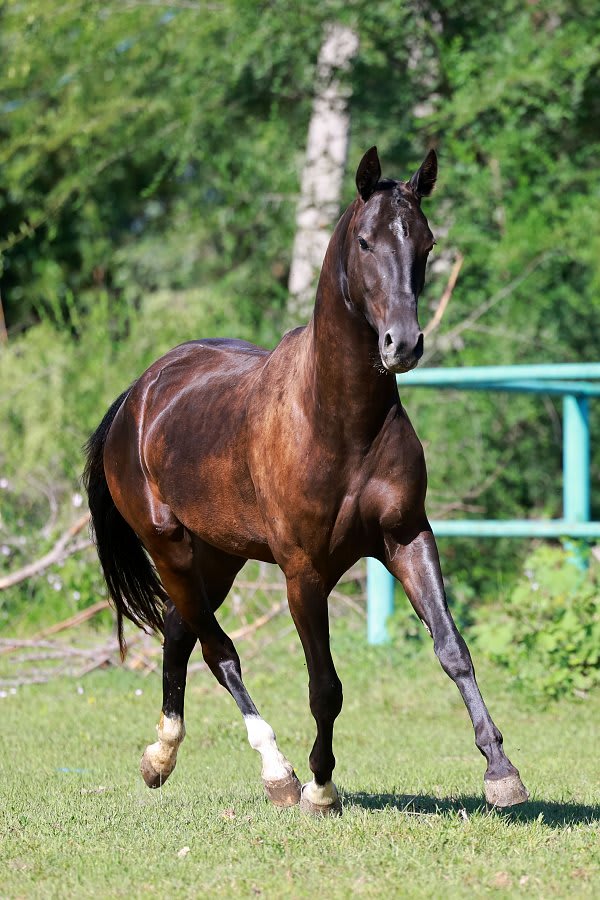 Sikyrly-Dacor, purebred Akhal-Teke broodmare