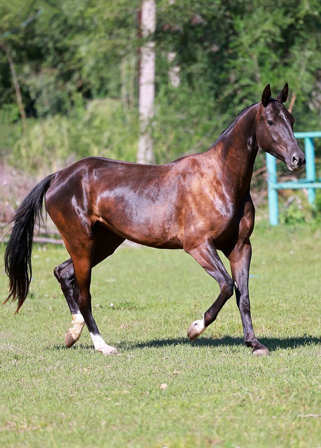 Sikyrly-Dacor, purebred Akhal-Teke broodmare