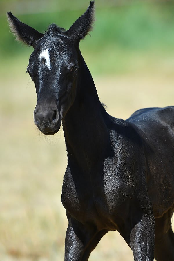 Sikyrly-Dacor, purebred Akhal-Teke broodmare