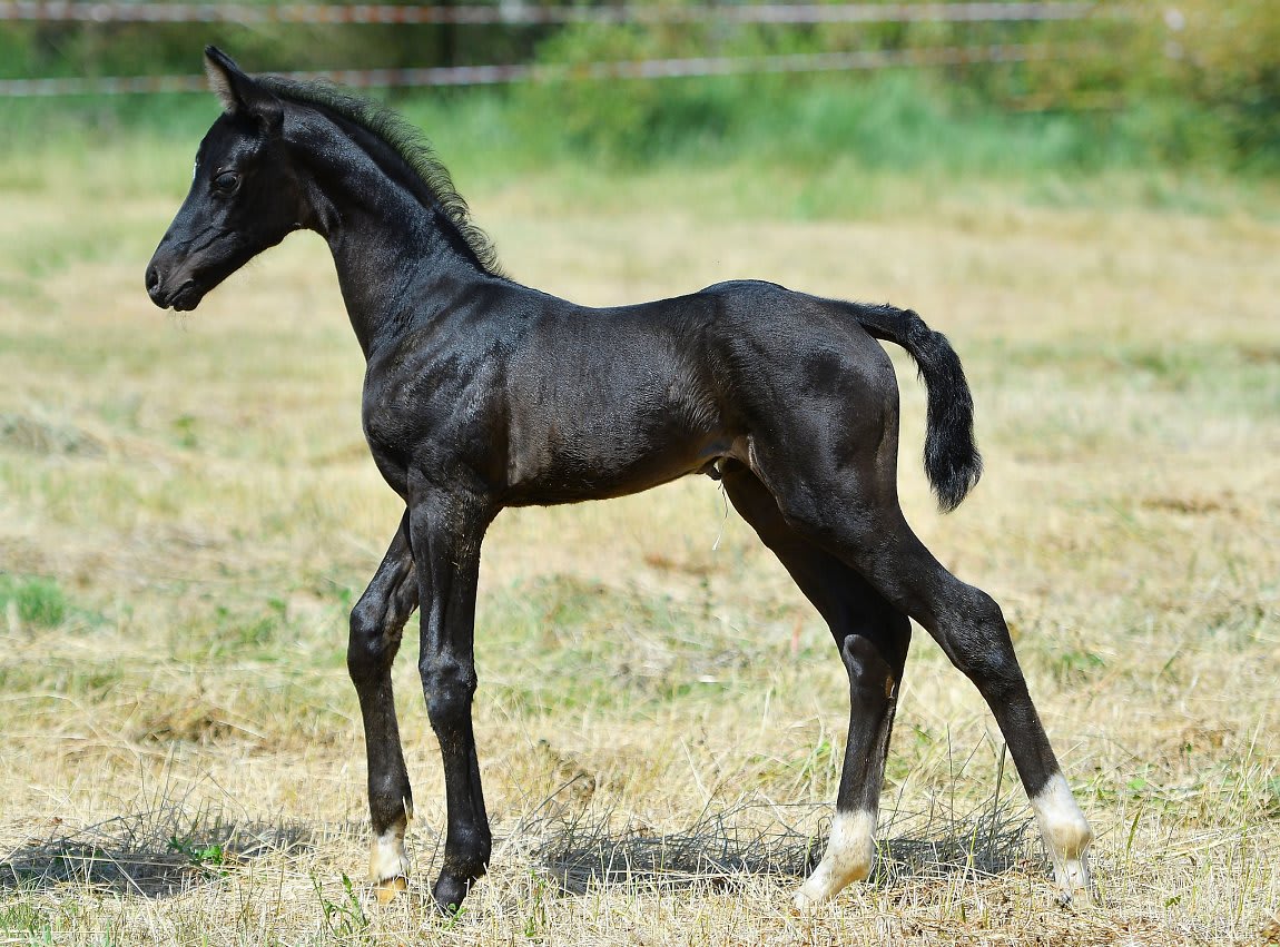 Sikyrly-Dacor, purebred Akhal-Teke broodmare
