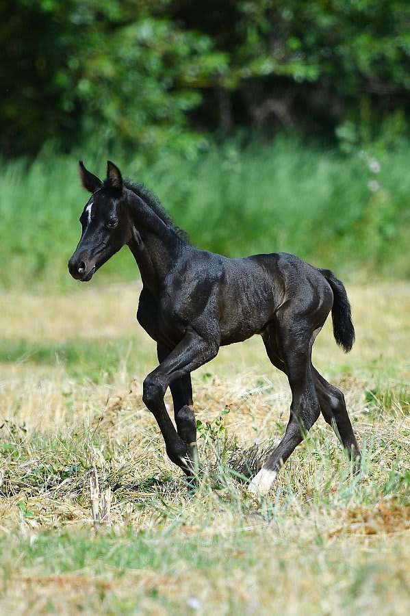 Sikyrly-Dacor, purebred Akhal-Teke broodmare