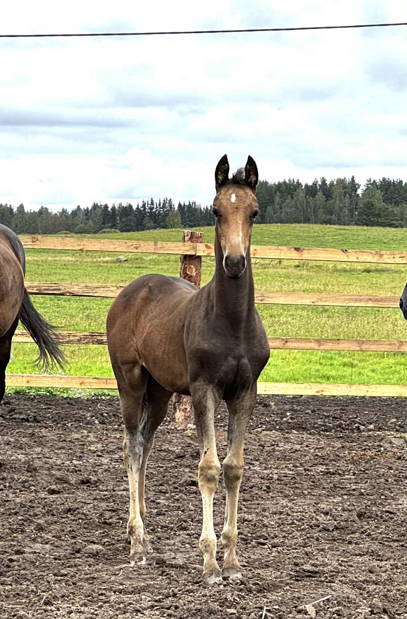 Adalga EST, young purebred Akhal-Teke