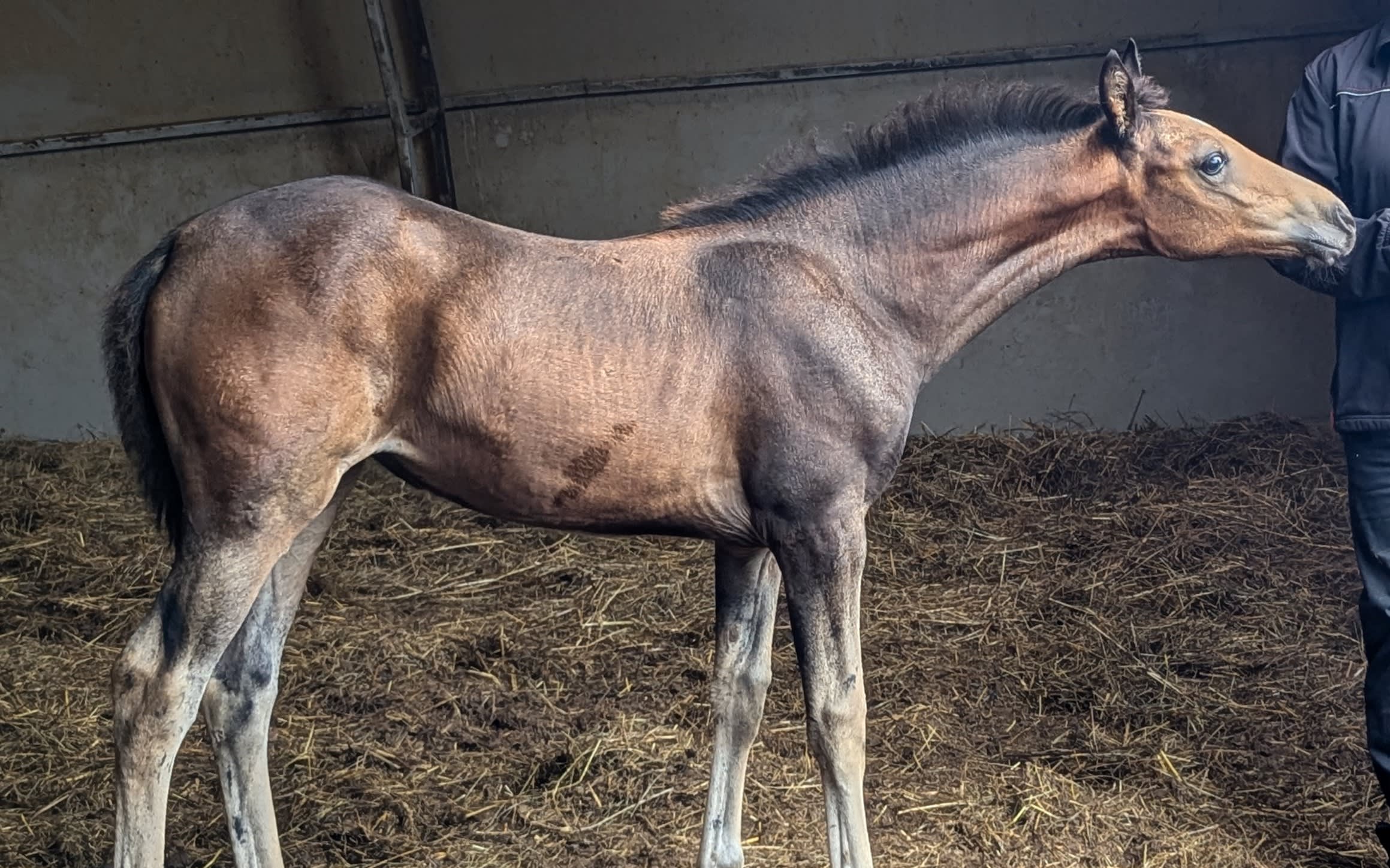 Adalga EST, young purebred Akhal-Teke