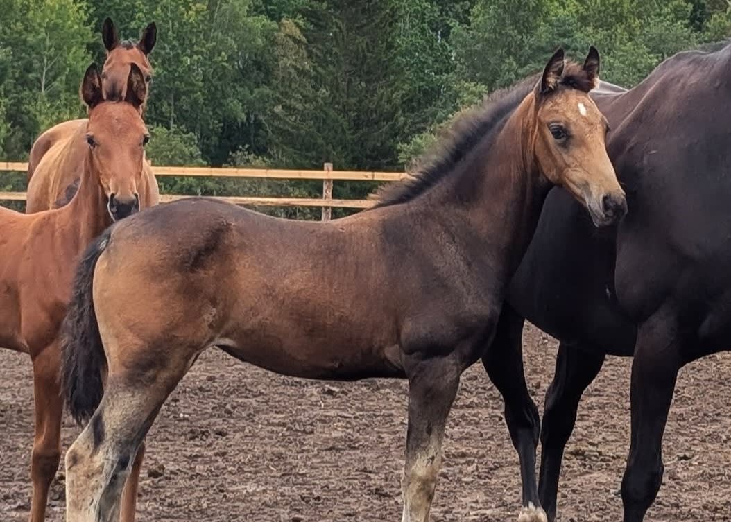 Adalga EST, young purebred Akhal-Teke