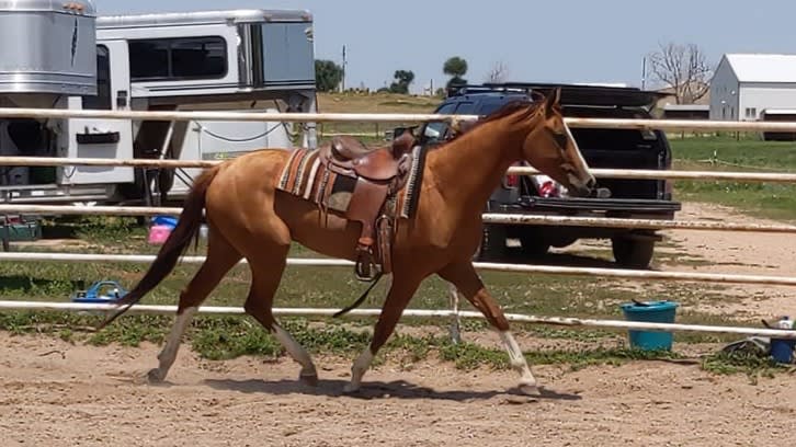 Algushbai, Akhal-Teke stallion