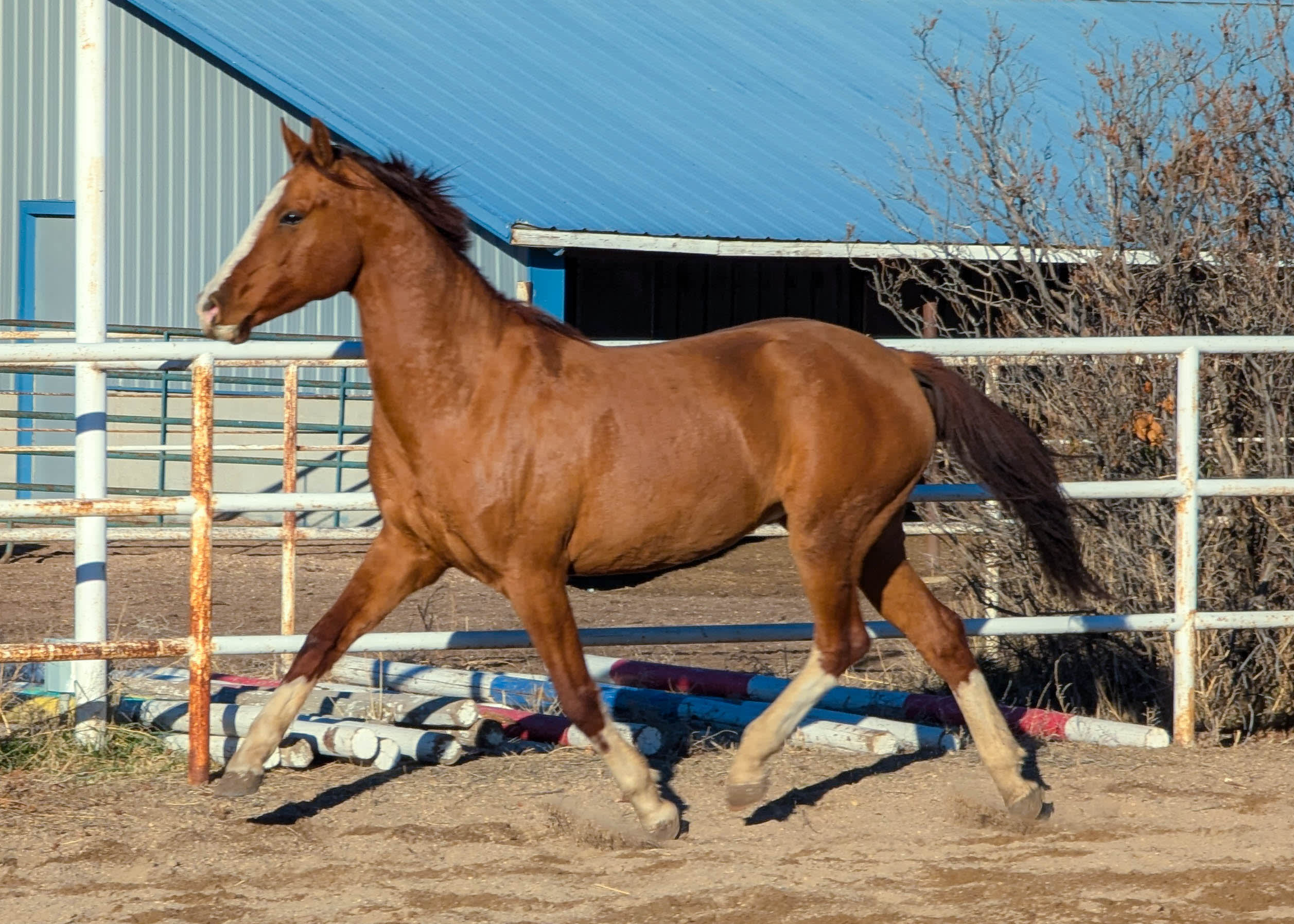 Algushbai, Akhal-Teke stallion