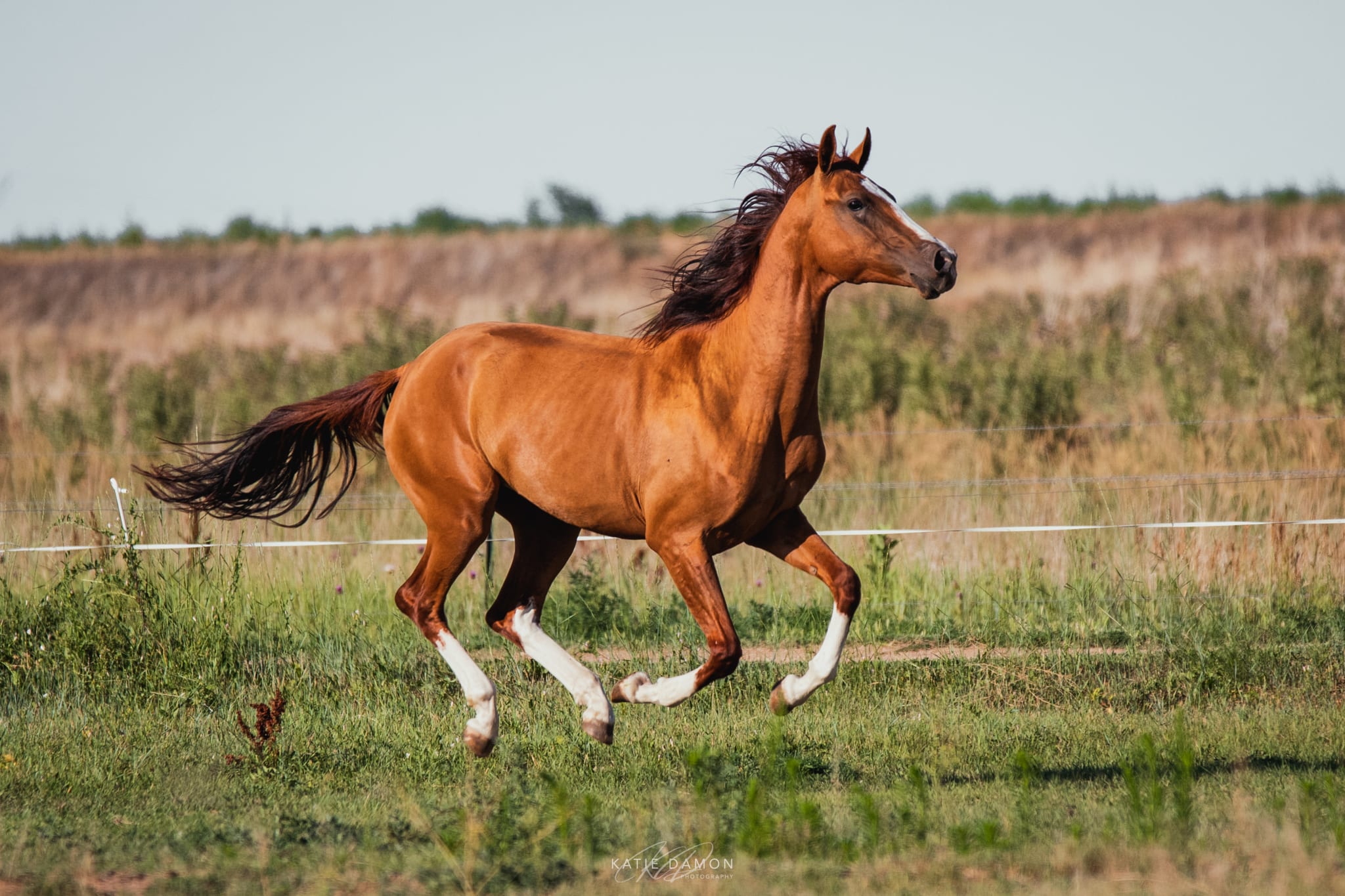 Algushbai, Akhal-Teke stallion