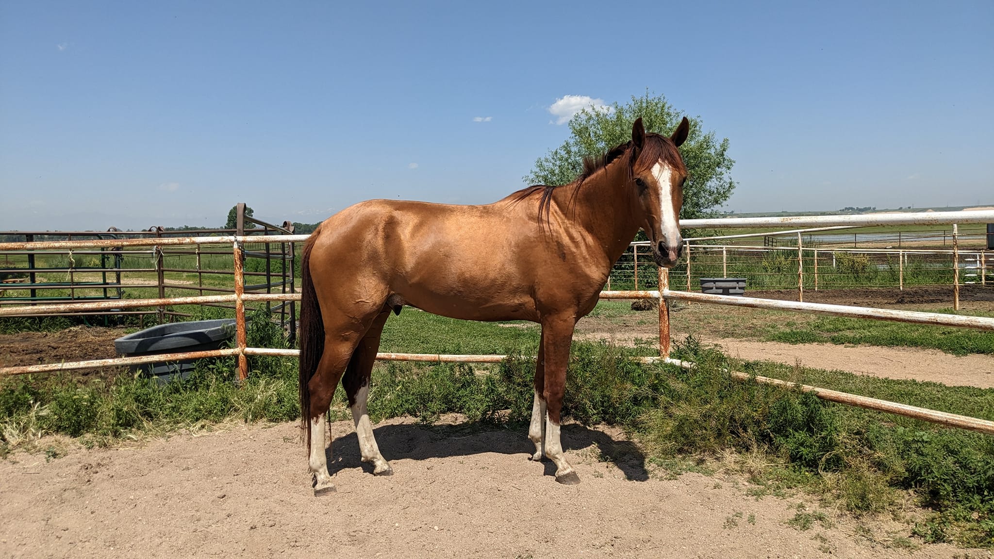 Algushbai, Akhal-Teke stallion
