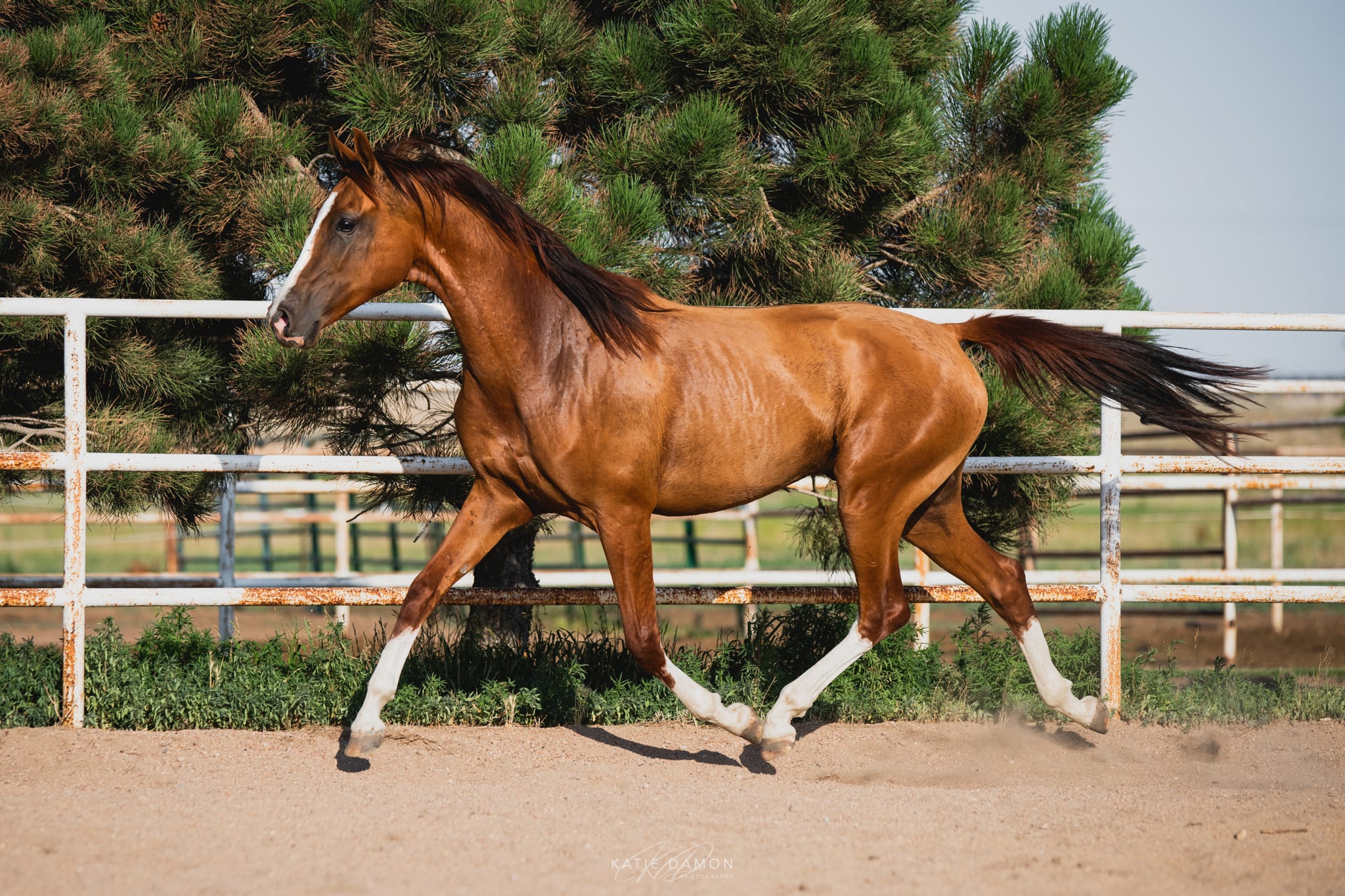 Algushbai, Akhal-Teke stallion