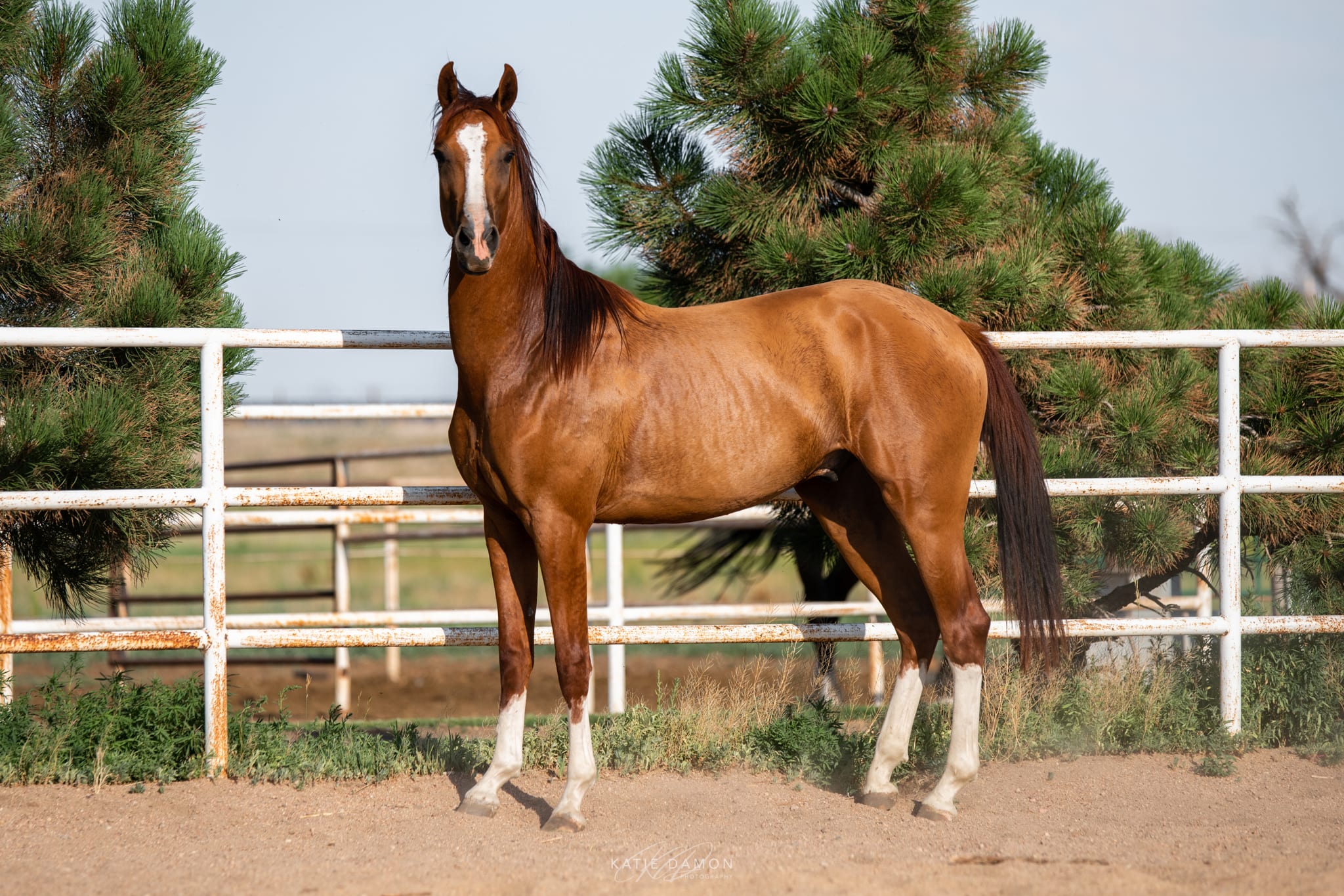 Algushbai, Akhal-Teke stallion