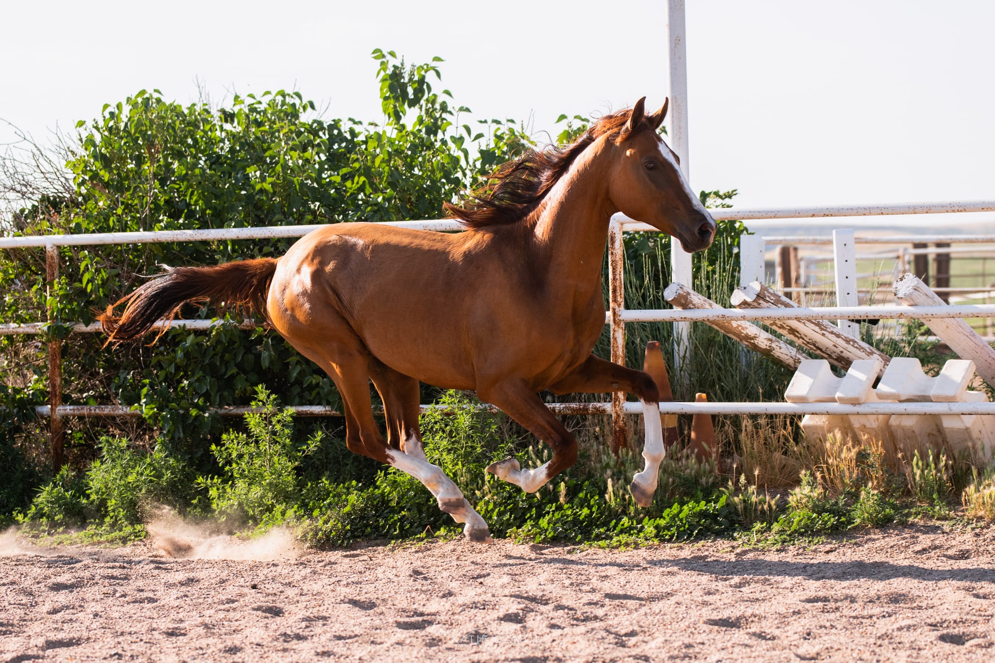 Algushbai, Akhal-Teke stallion