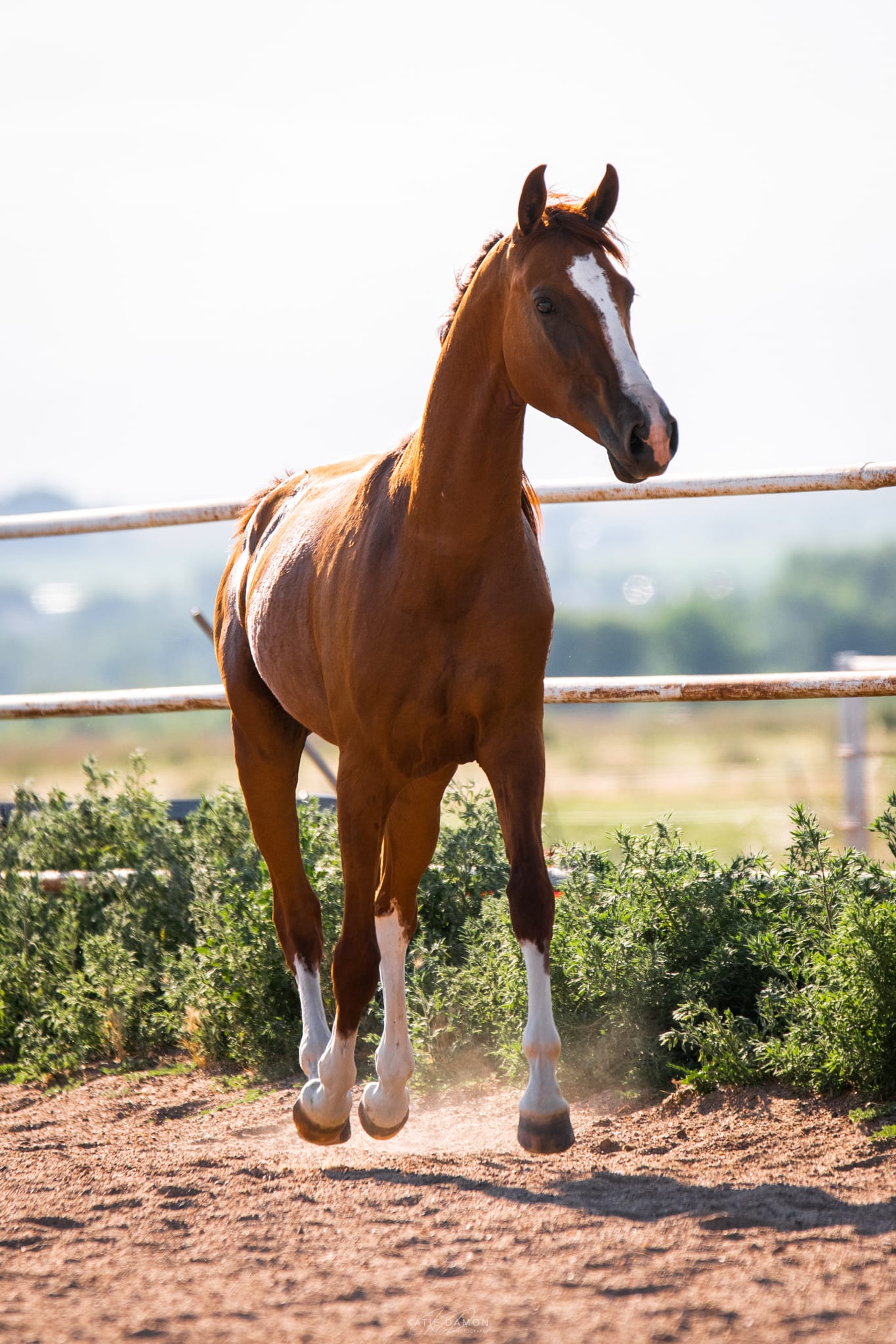 Algushbai, Akhal-Teke stallion