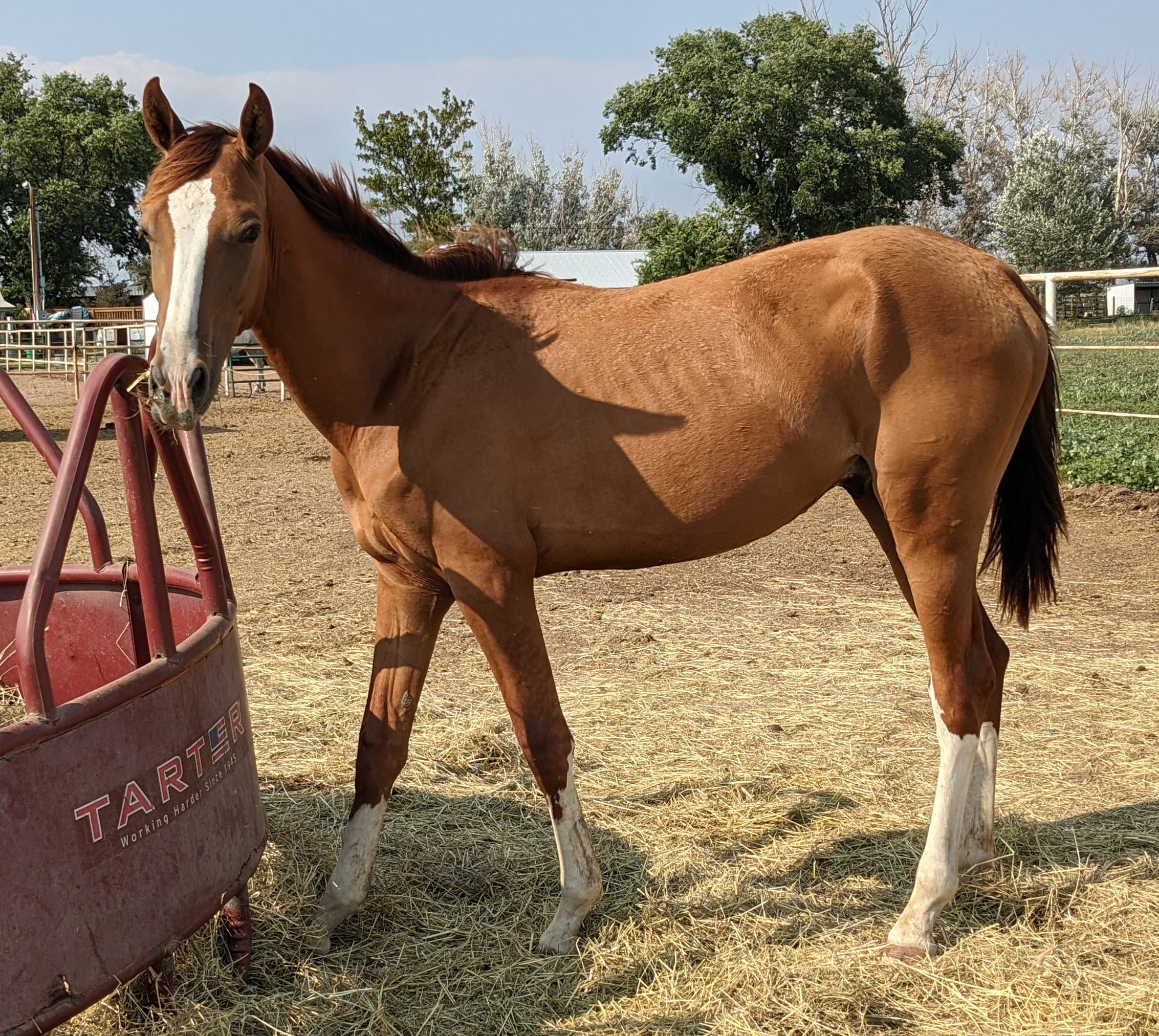 Algushbai, Akhal-Teke stallion