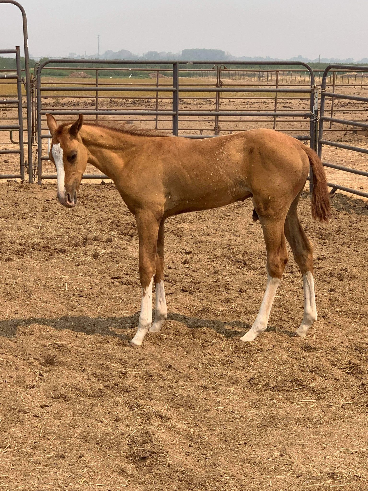 Algushbai, Akhal-Teke stallion