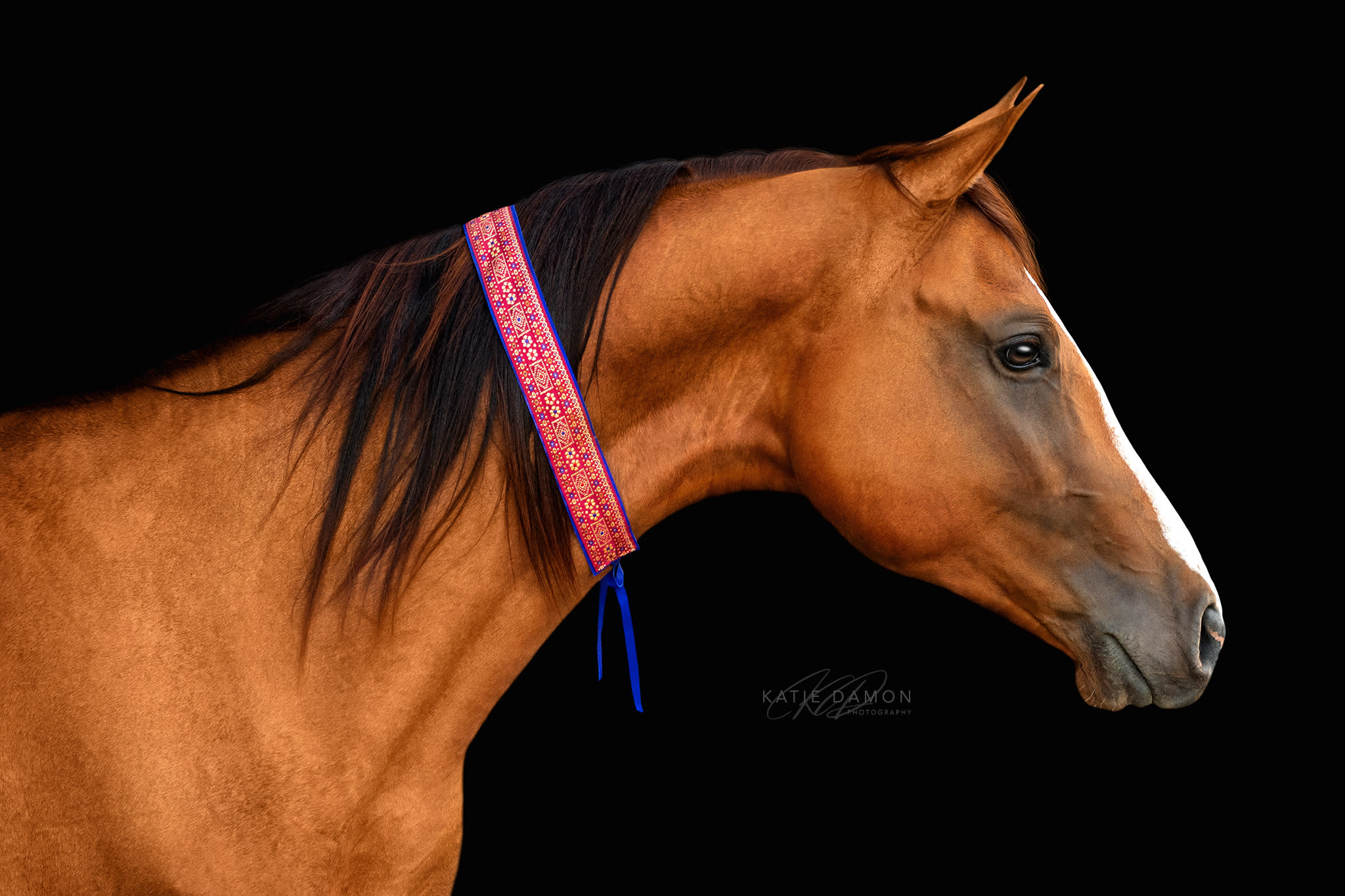 Algushbai, Akhal-Teke stallion