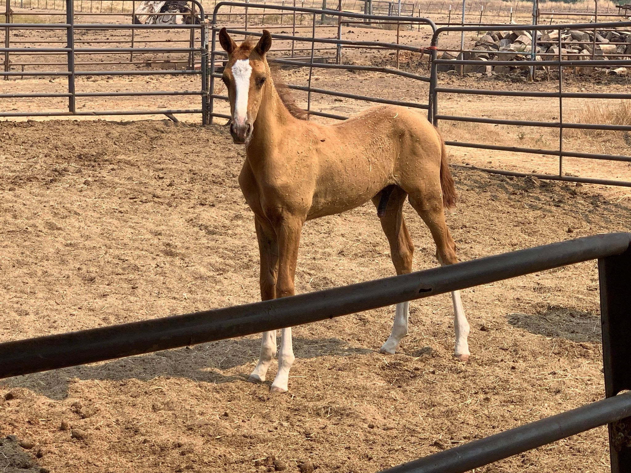 Algushbai, Akhal-Teke stallion