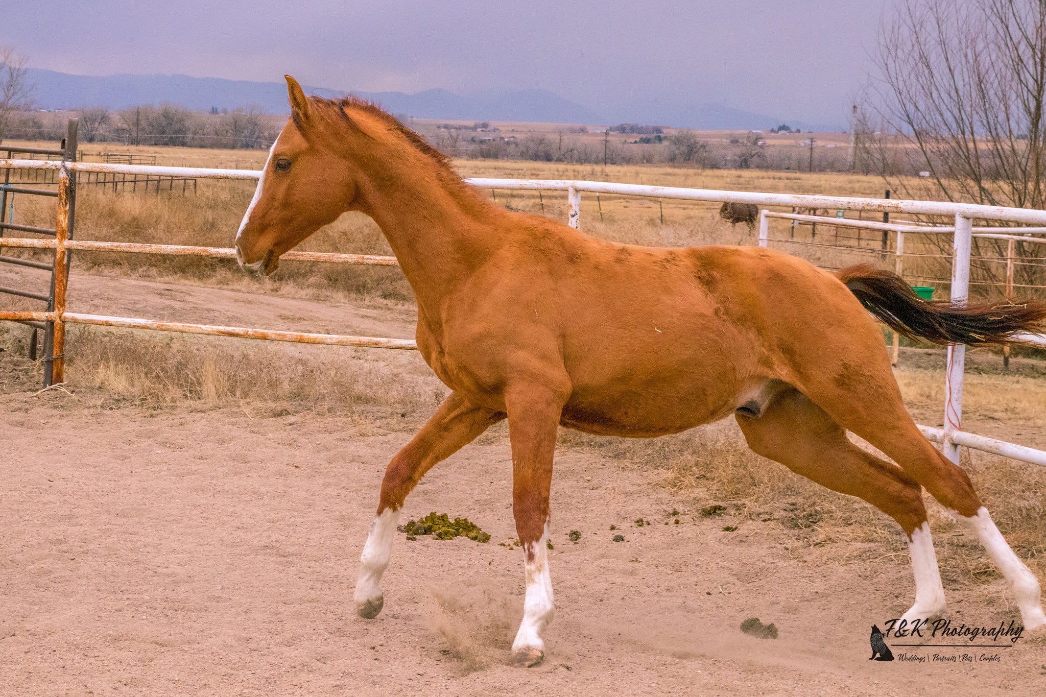 Algushbai, Akhal-Teke stallion