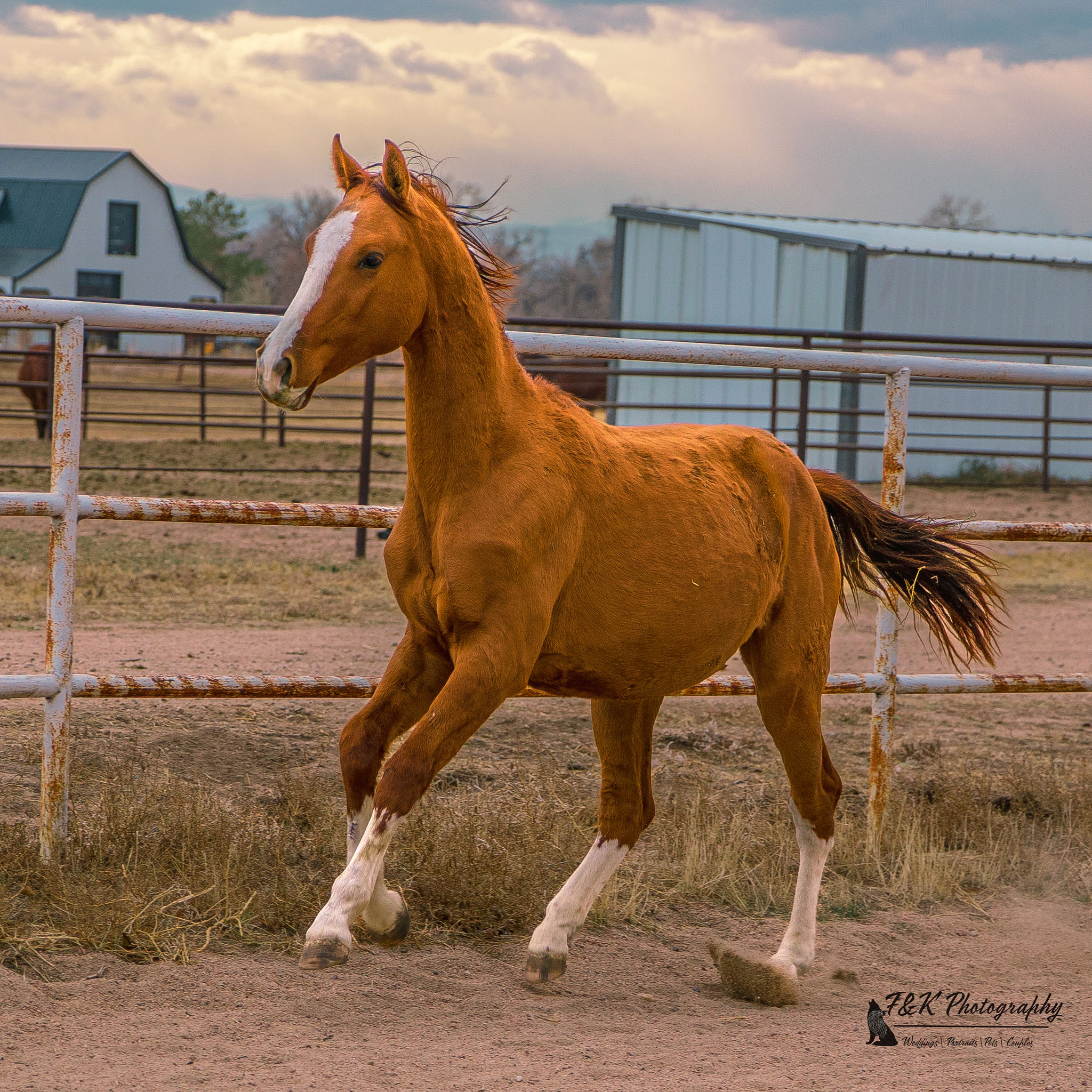 Algushbai, Akhal-Teke stallion