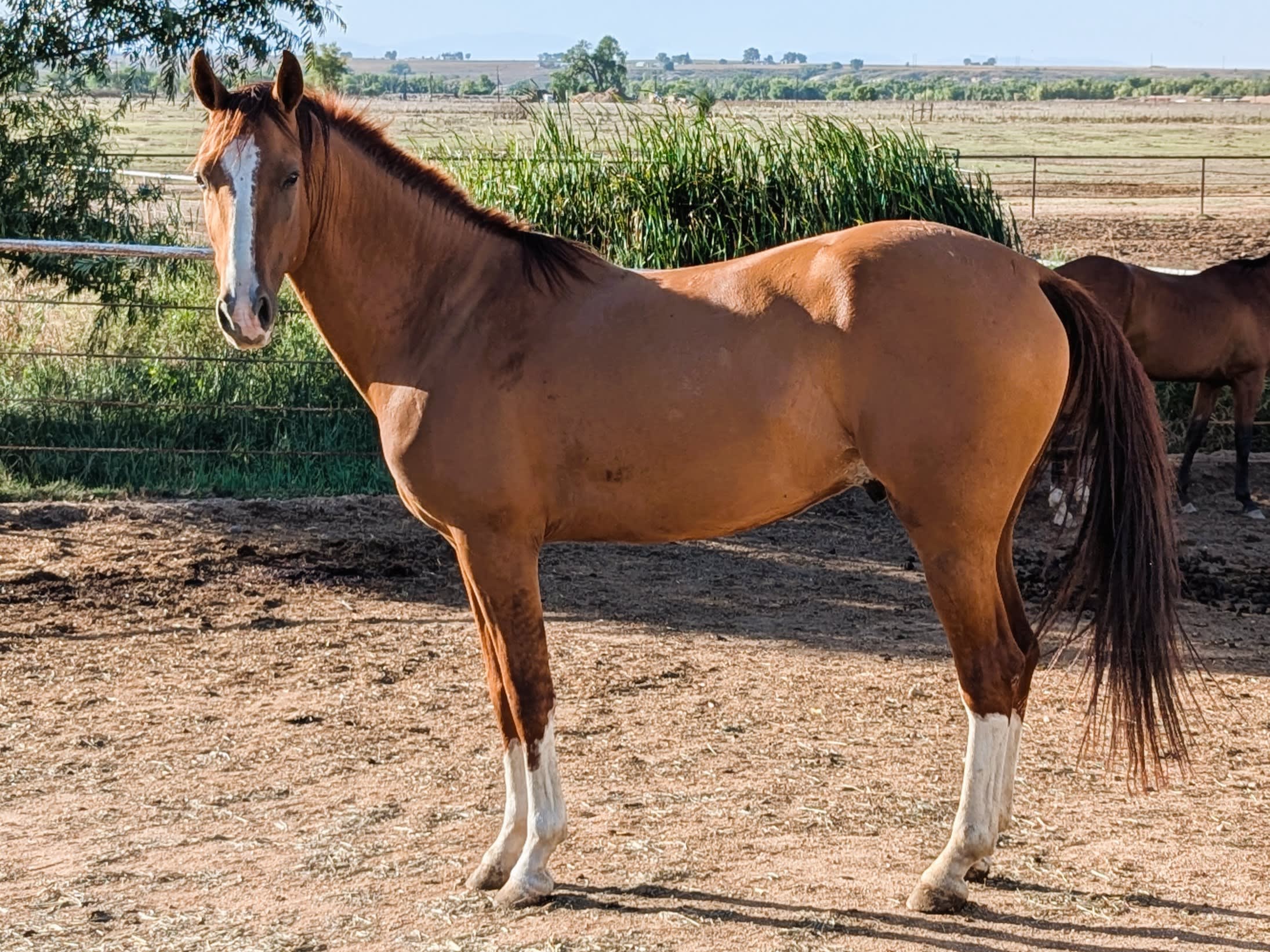 Algushbai, Akhal-Teke stallion
