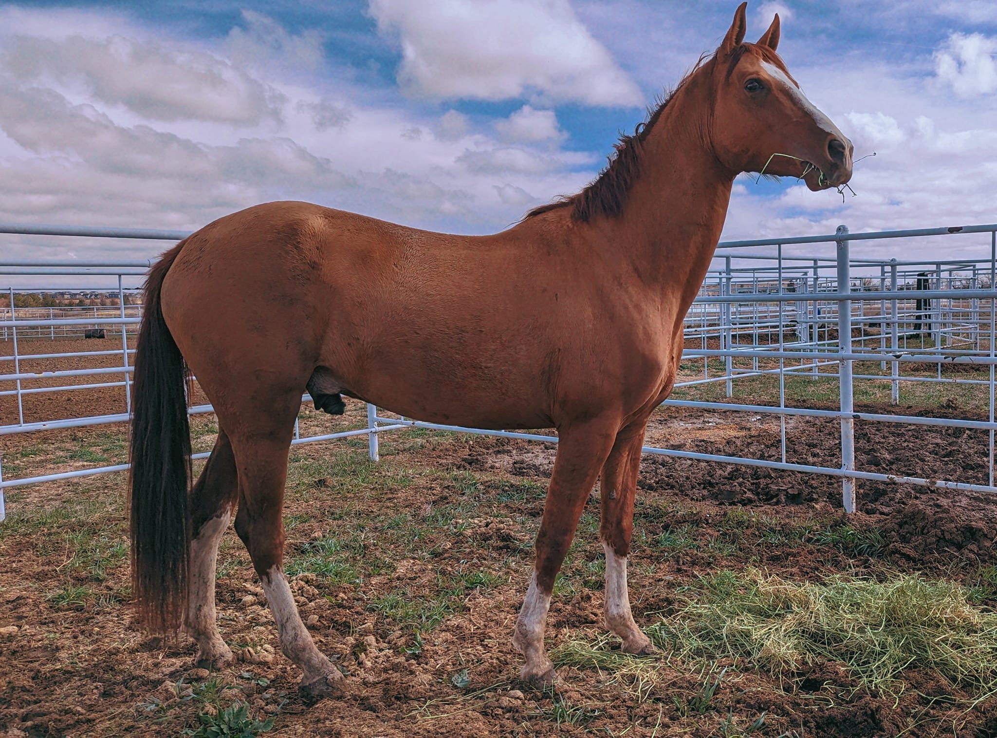 Algushbai, Akhal-Teke stallion