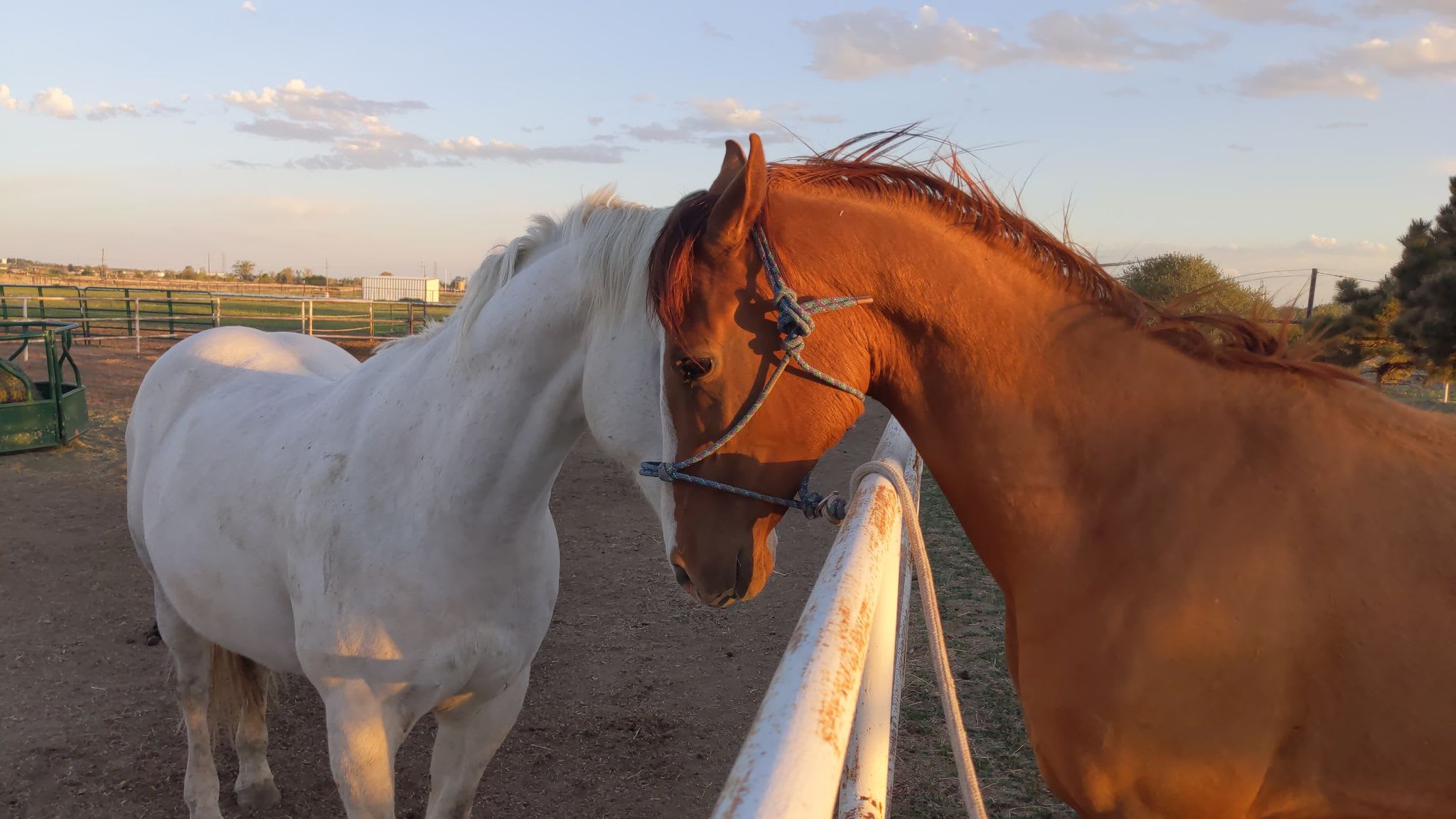 Algushbai, Akhal-Teke stallion