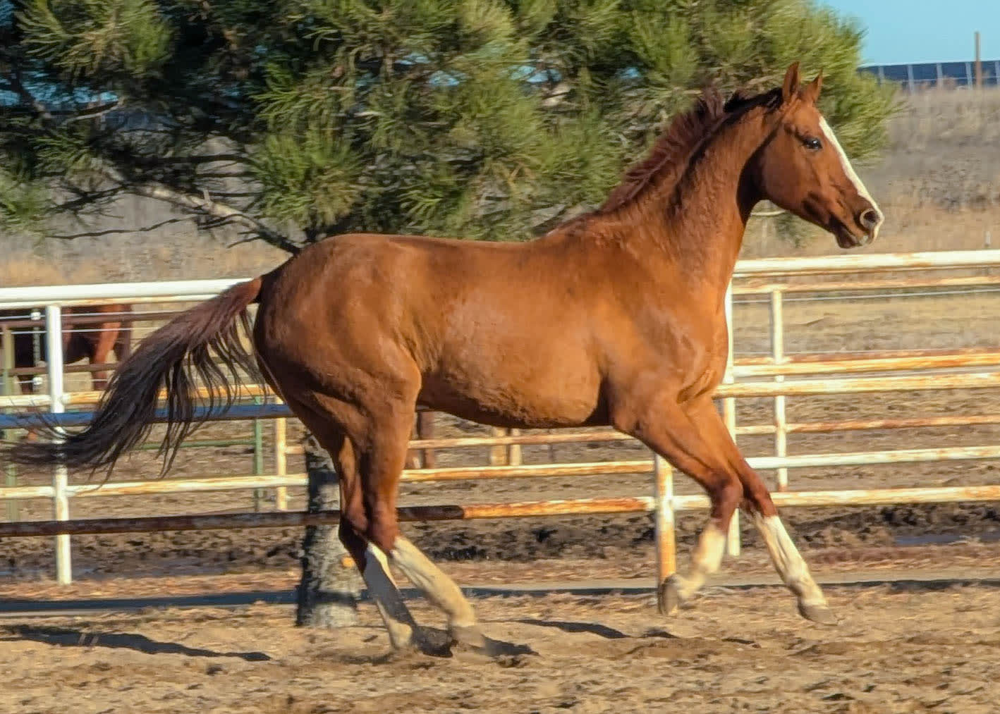 Algushbai, Akhal-Teke stallion