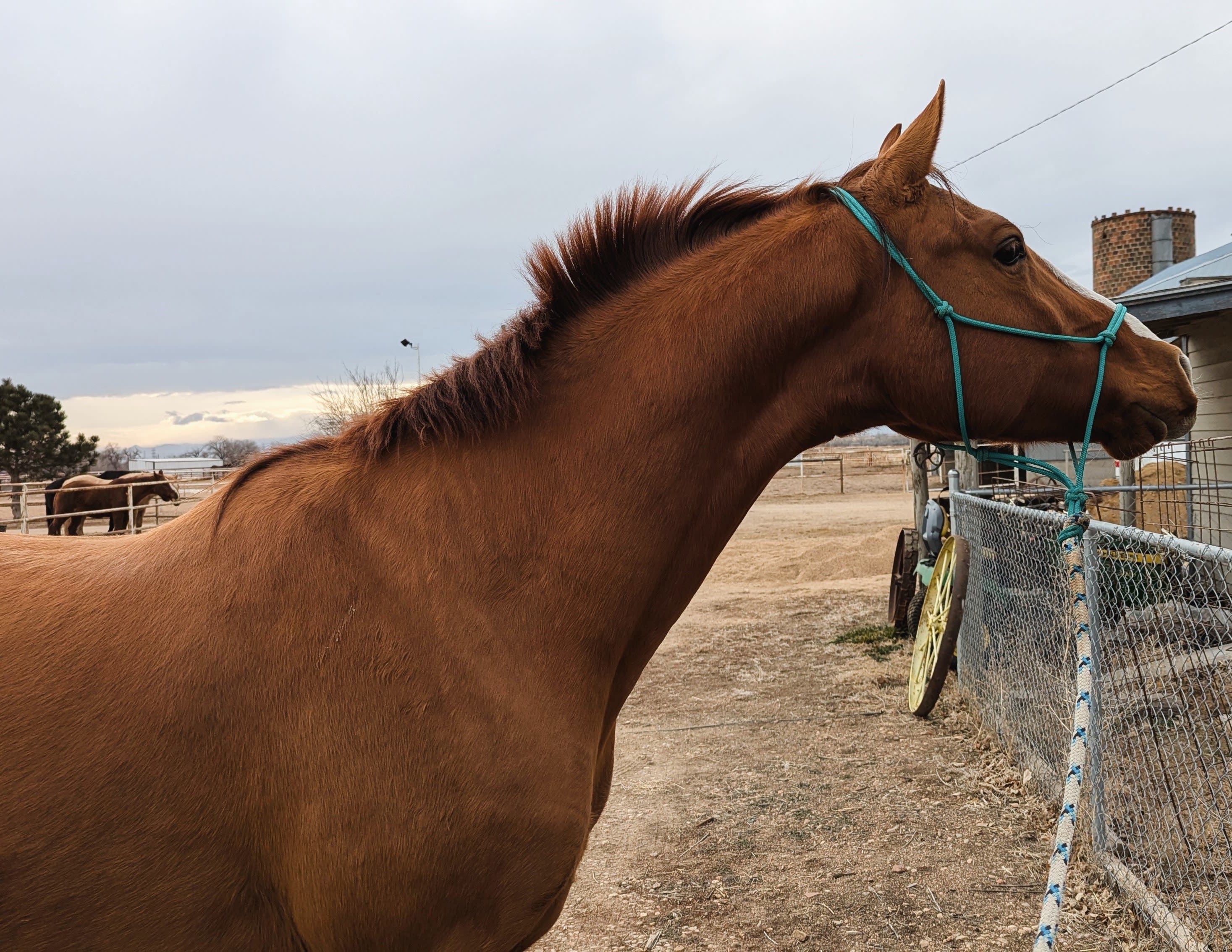 Algushbai, Akhal-Teke stallion