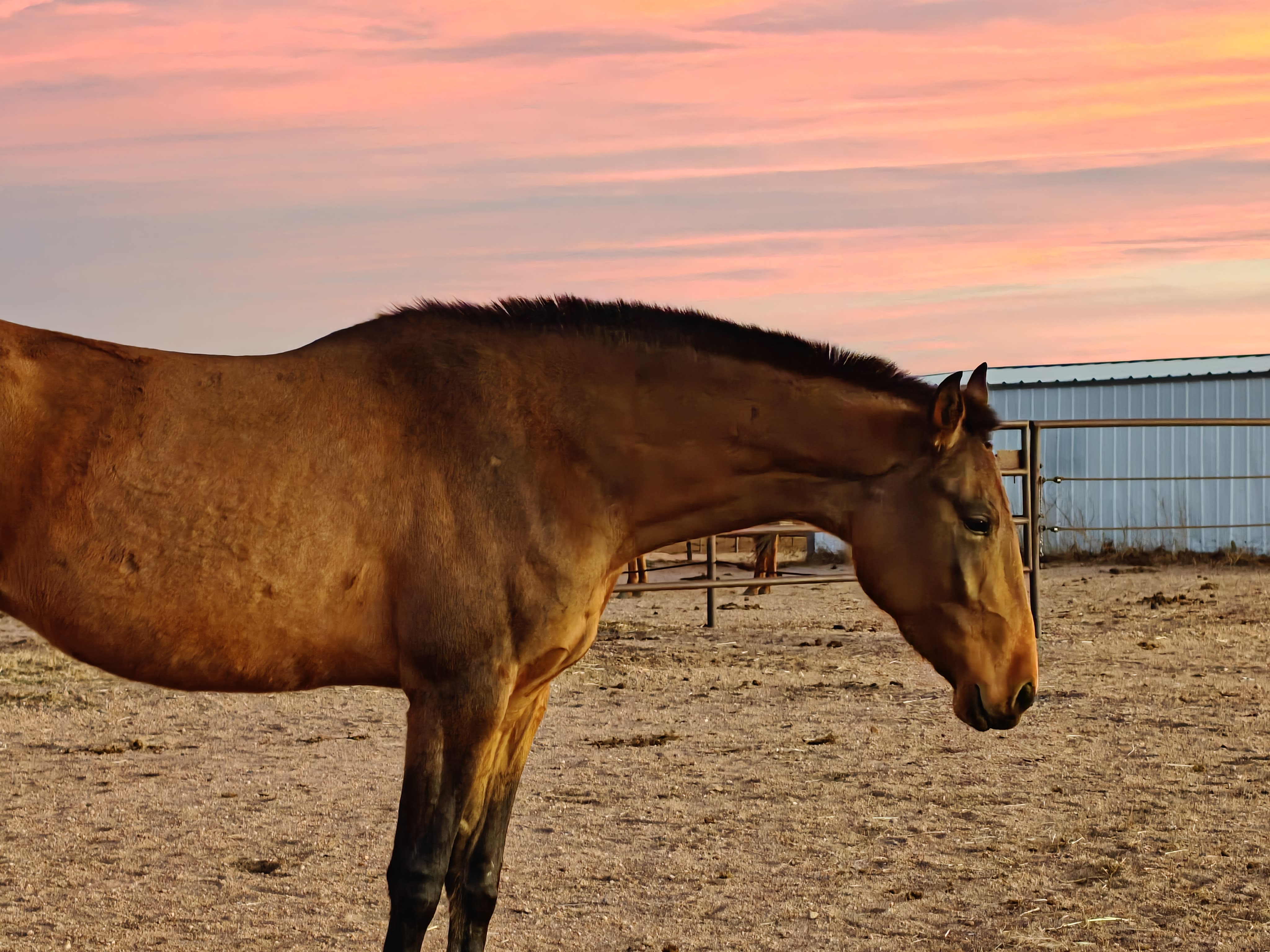 Badam-Dacor, purebred Akhal-Teke mare