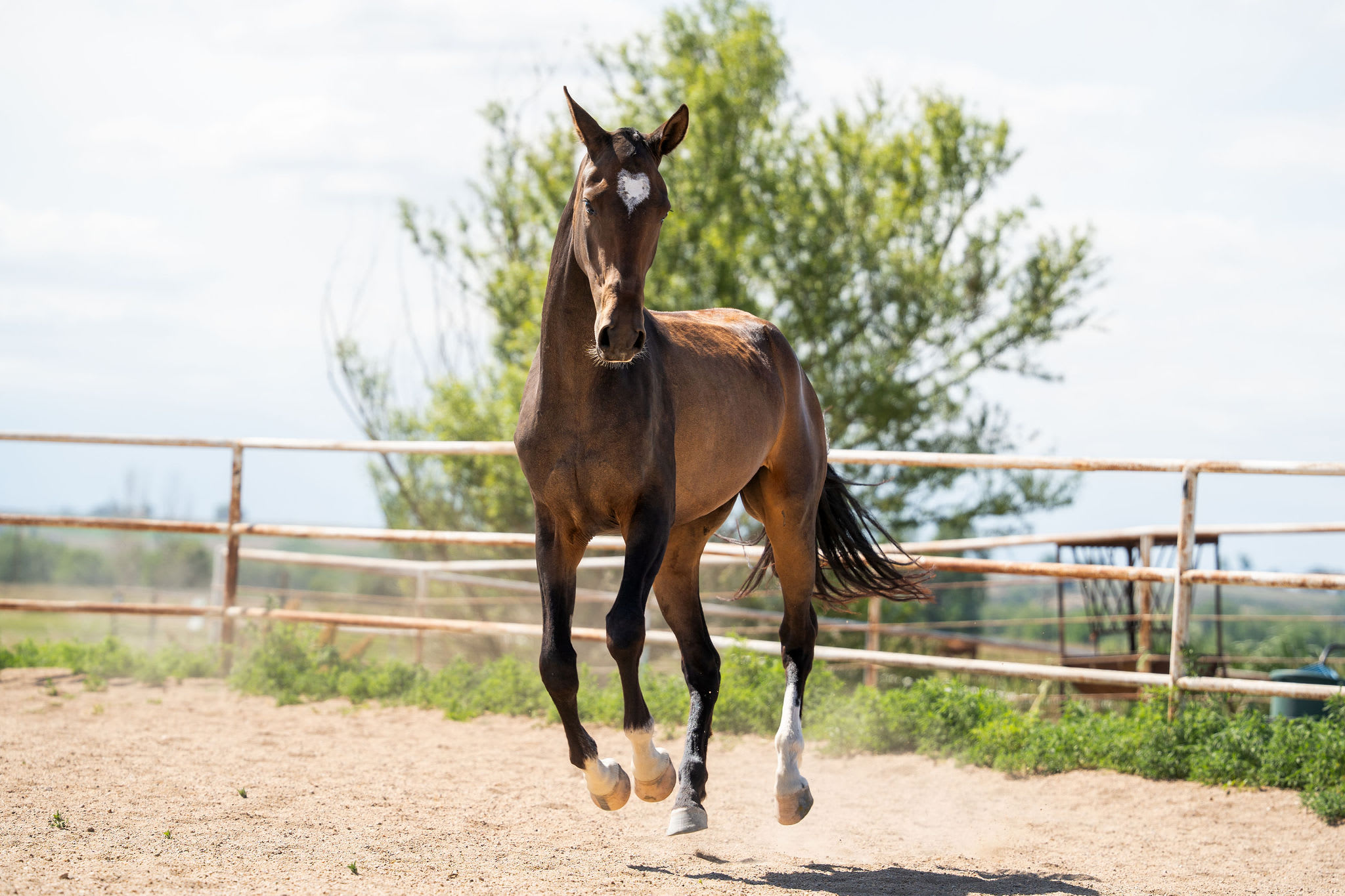 Bakhor-Mele, purebred Akhal-Teke mare