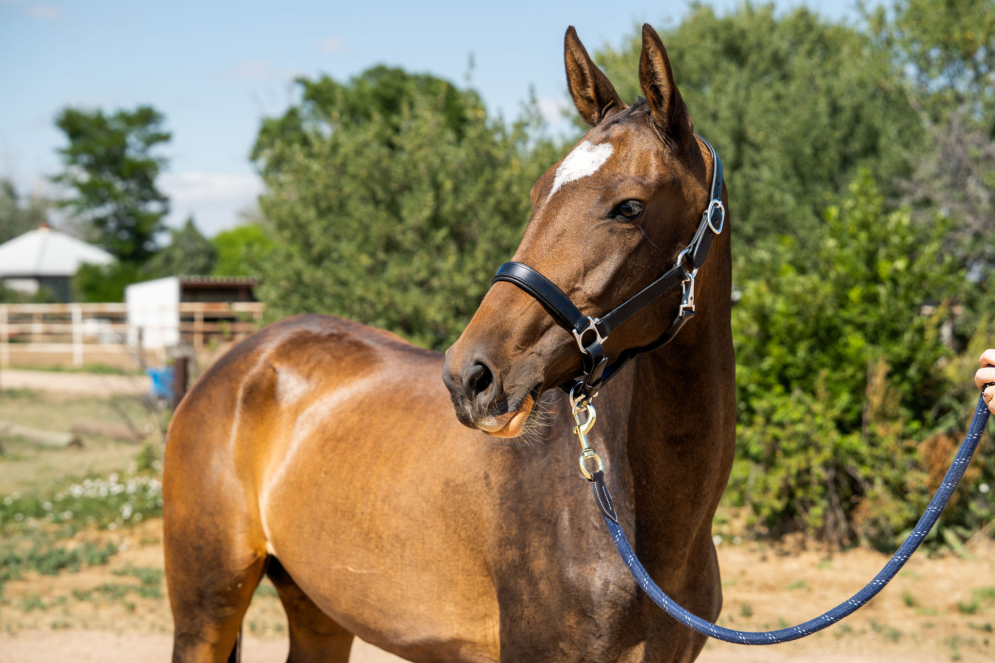 Bakhor-Mele, purebred Akhal-Teke mare