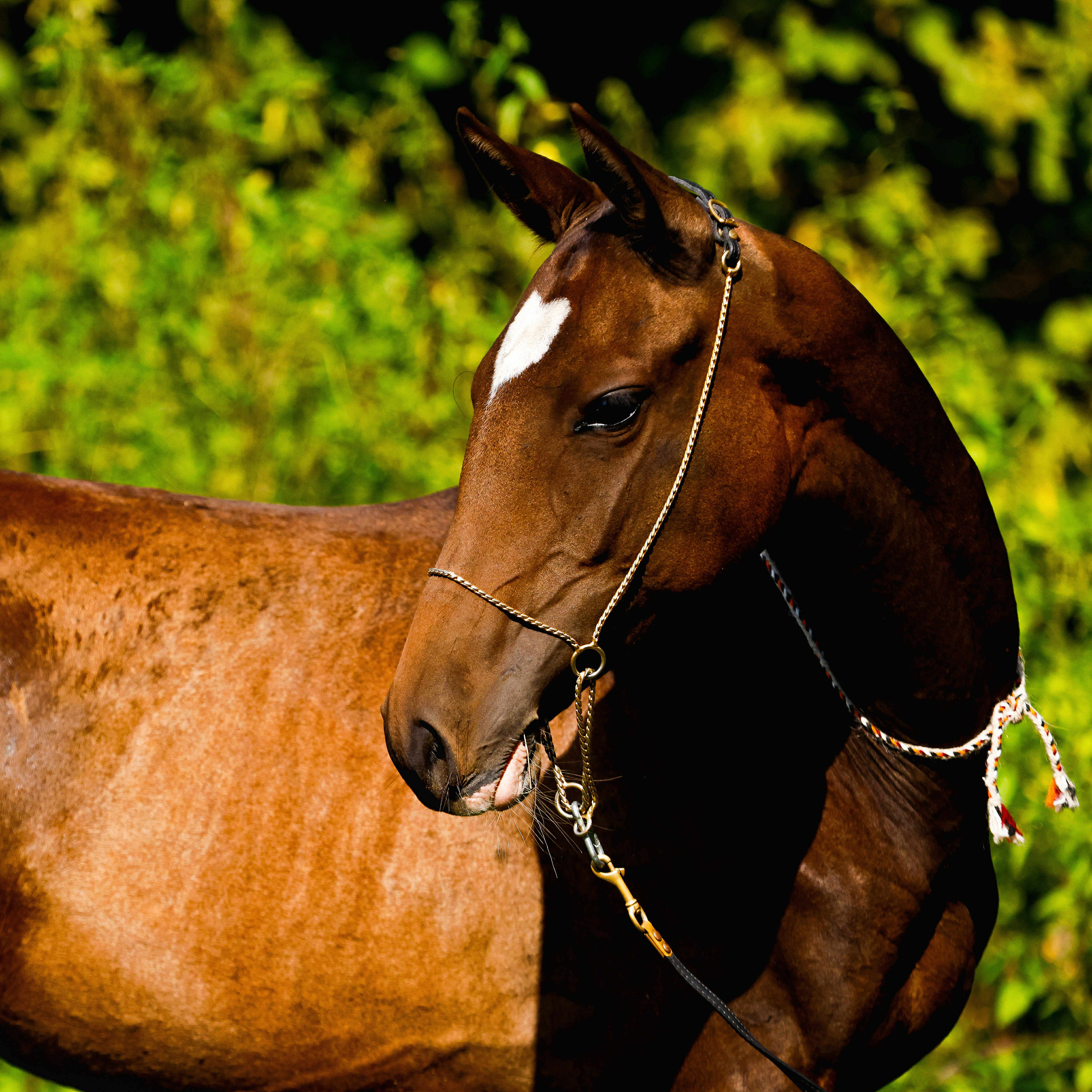 Bakhor-Mele, purebred Akhal-Teke mare