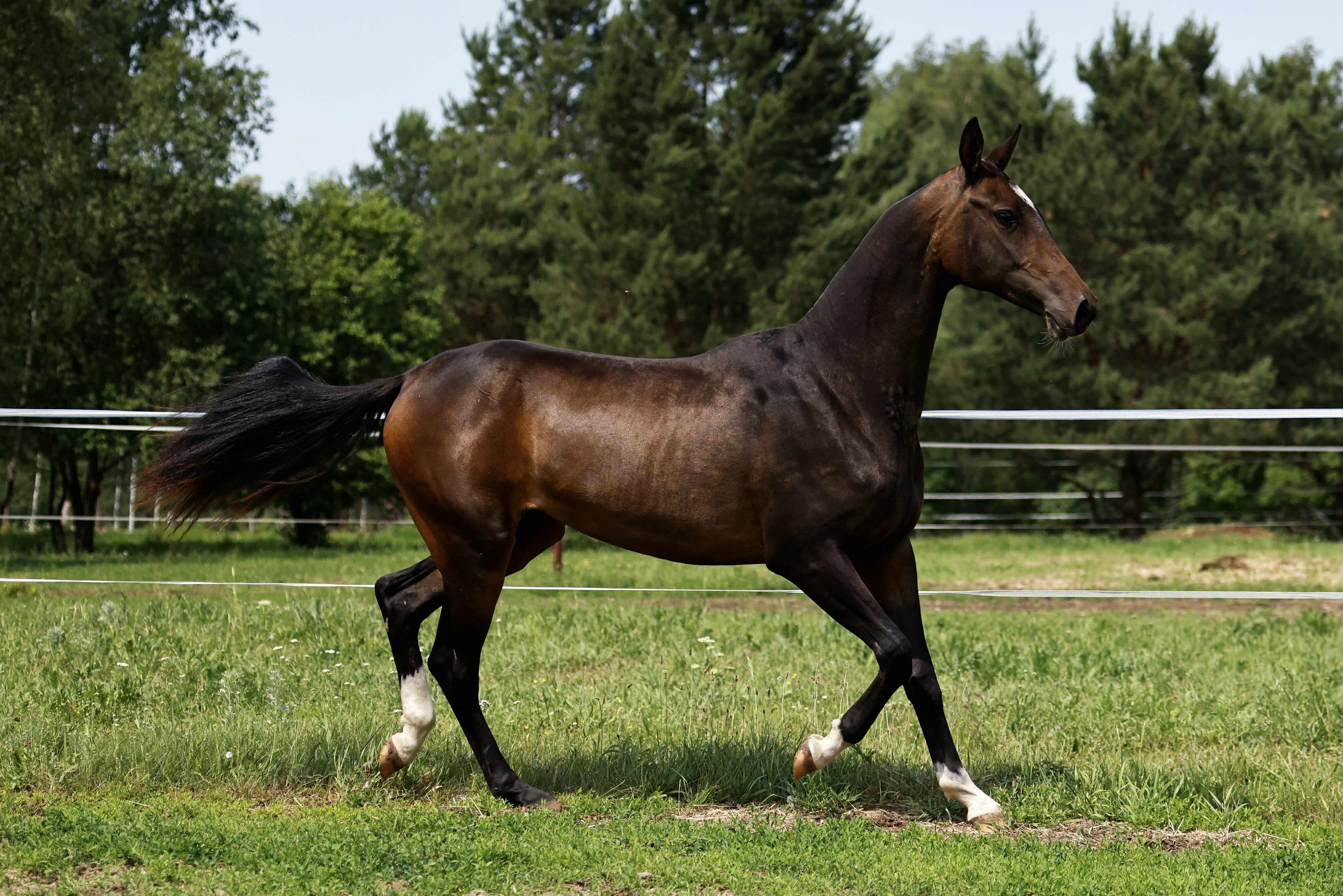 Bakhor-Mele, purebred Akhal-Teke mare