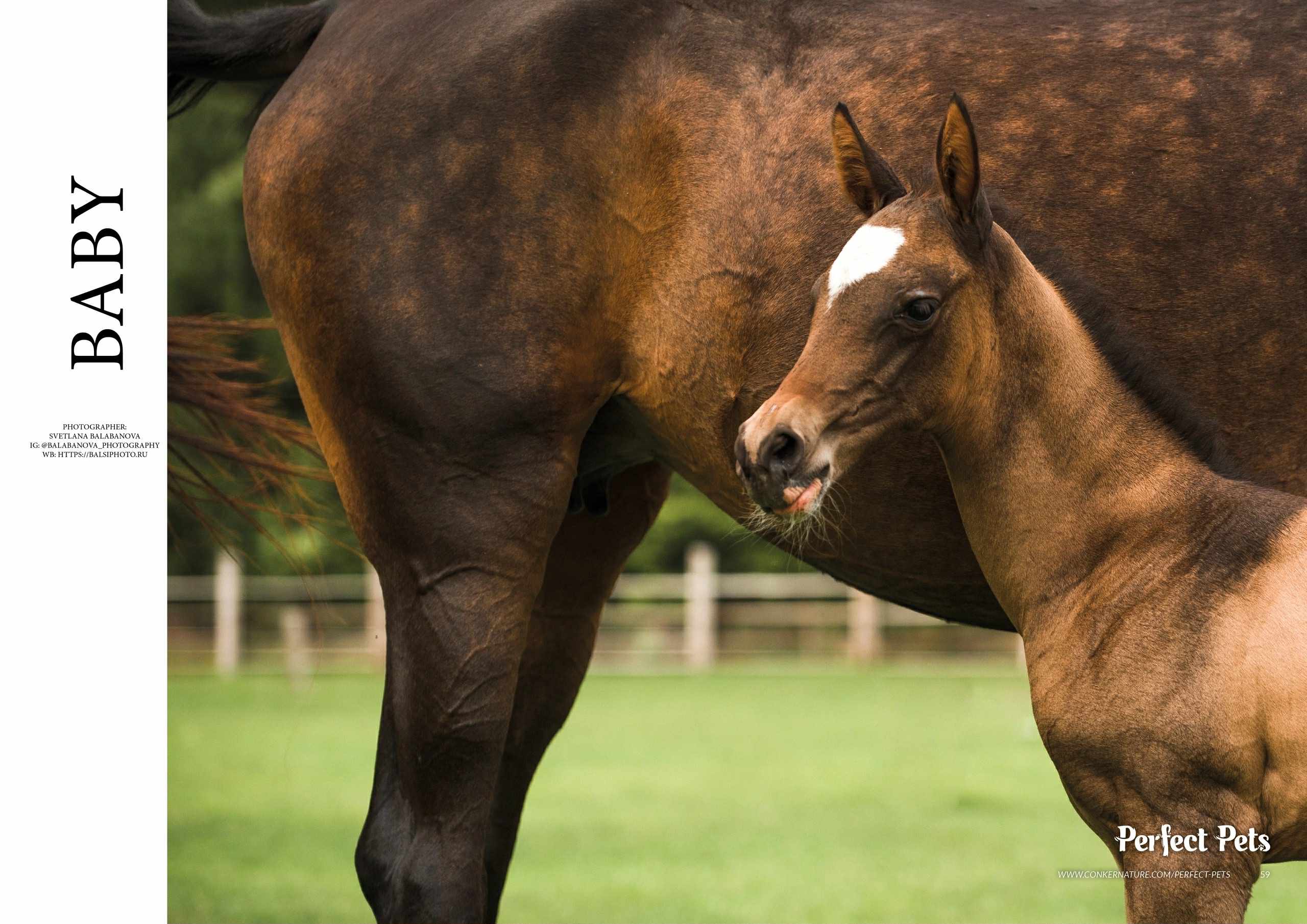 Bakhor-Mele, purebred Akhal-Teke mare