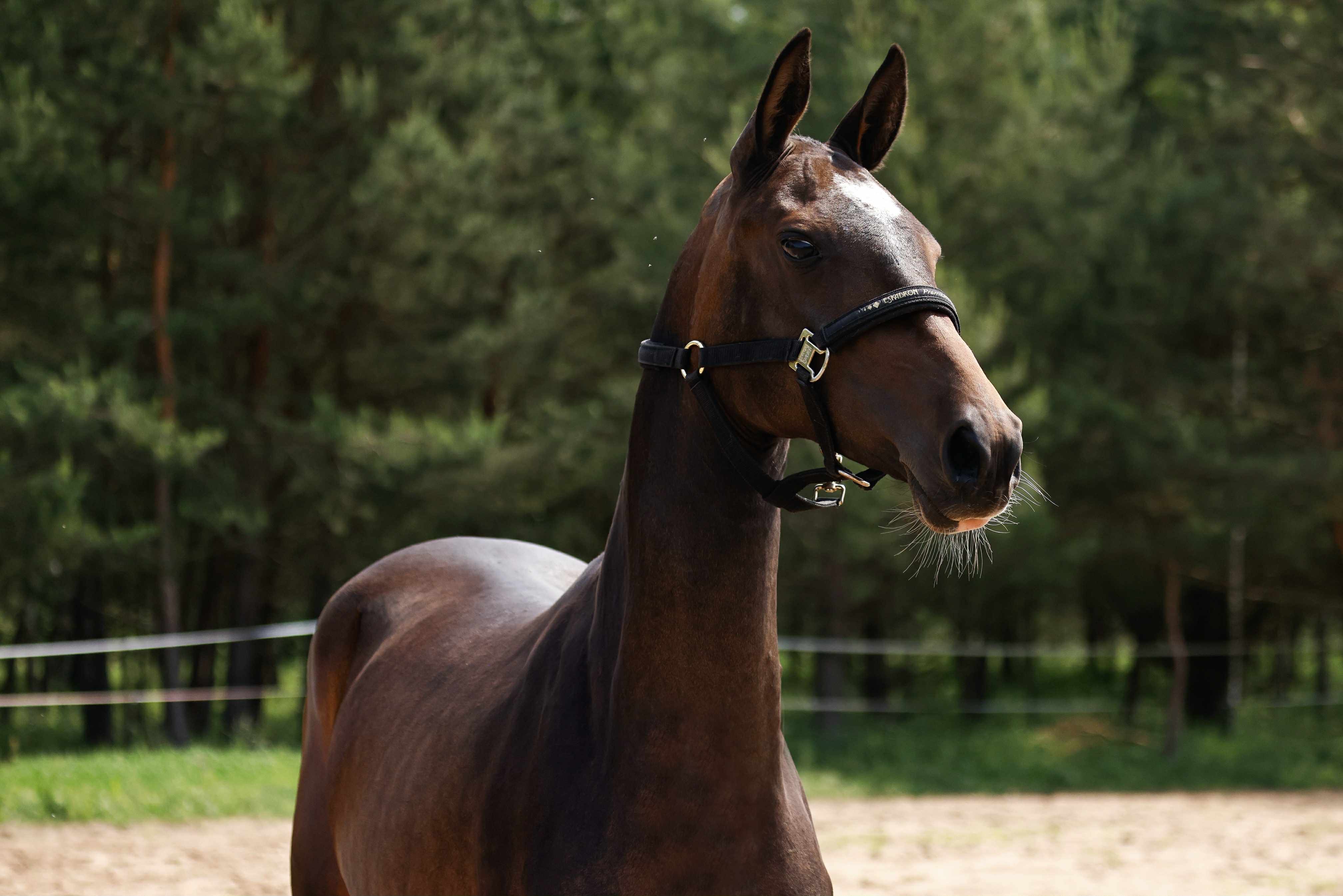 Bakhor-Mele, purebred Akhal-Teke mare
