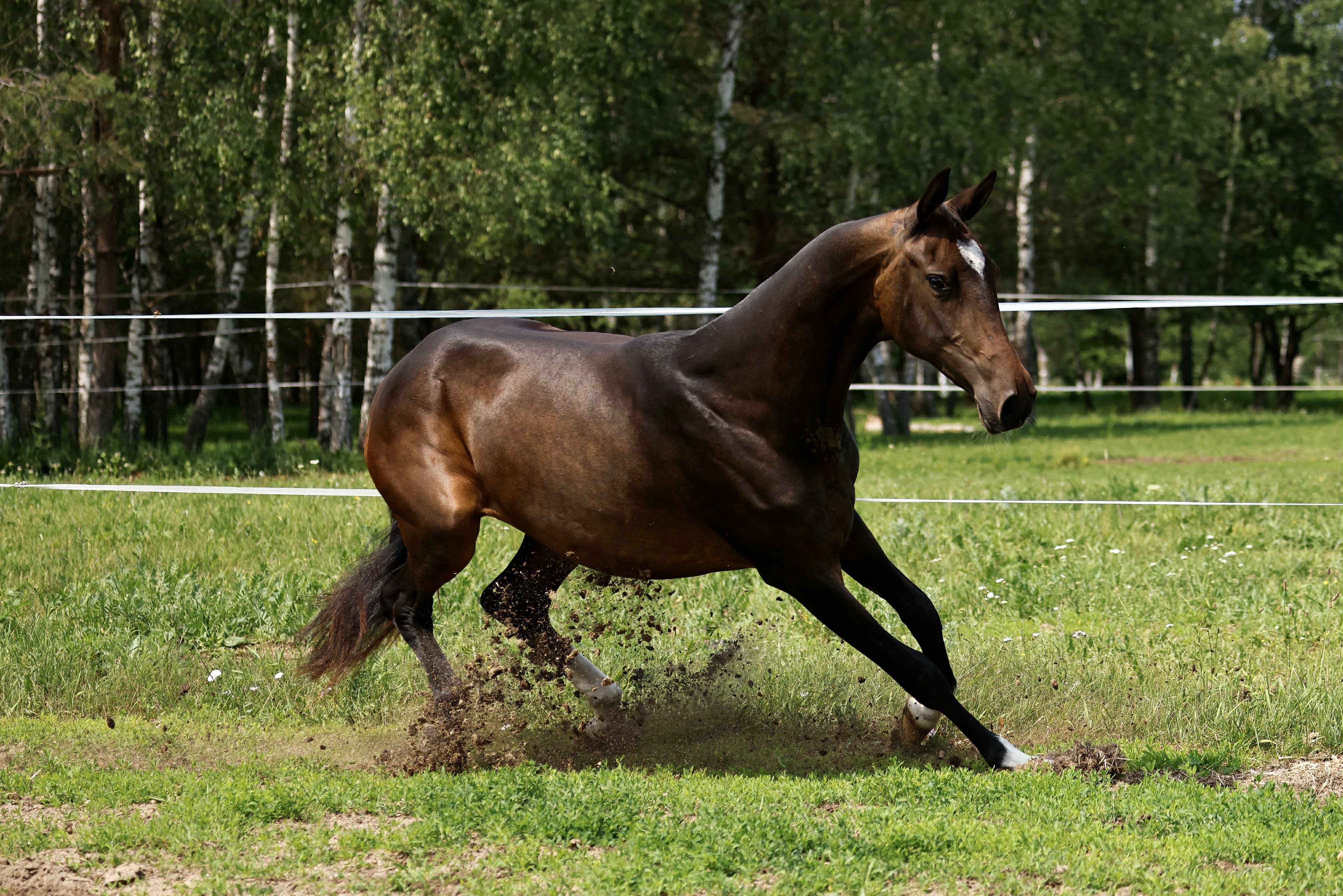 Bakhor-Mele, purebred Akhal-Teke mare
