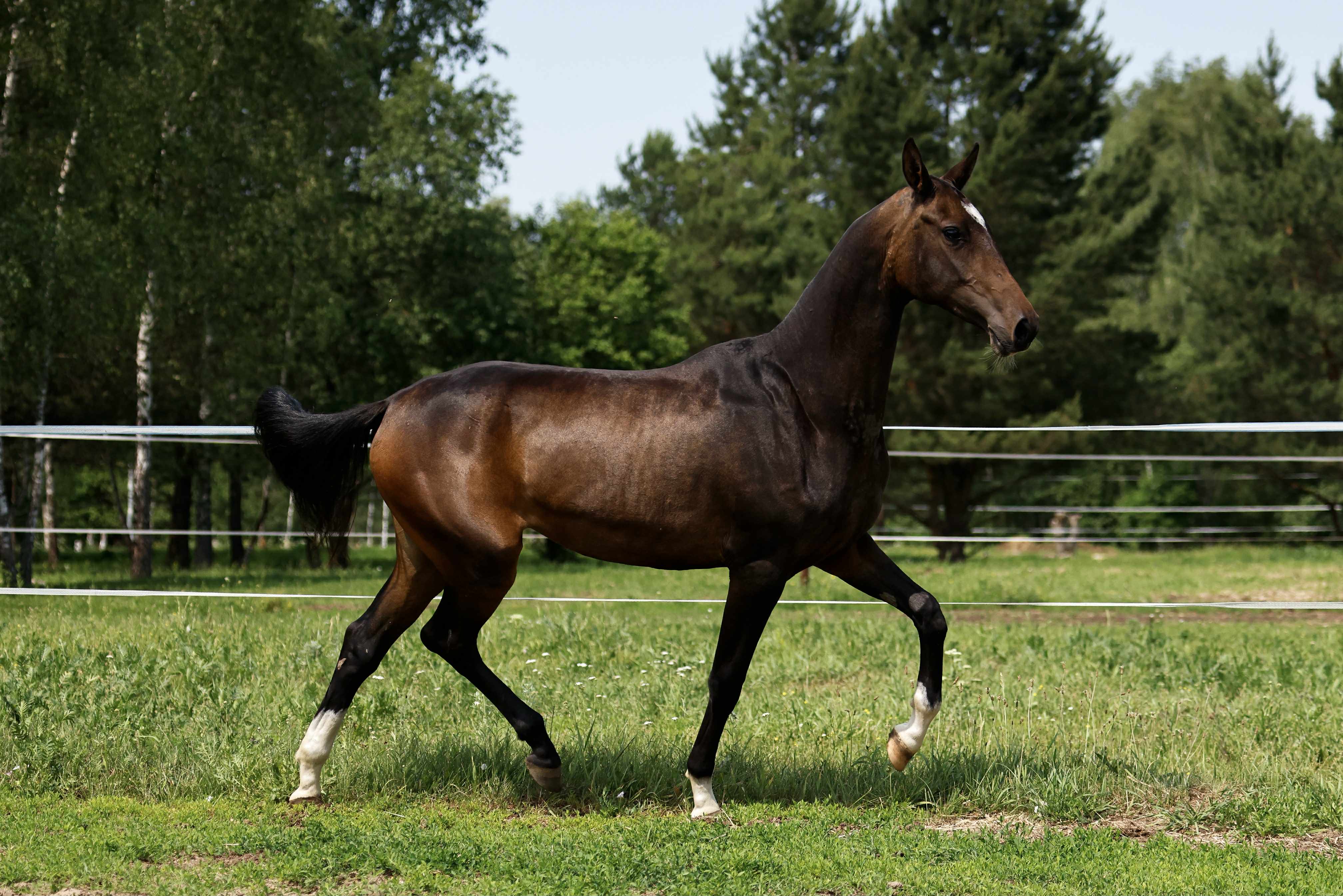 Bakhor-Mele, purebred Akhal-Teke mare