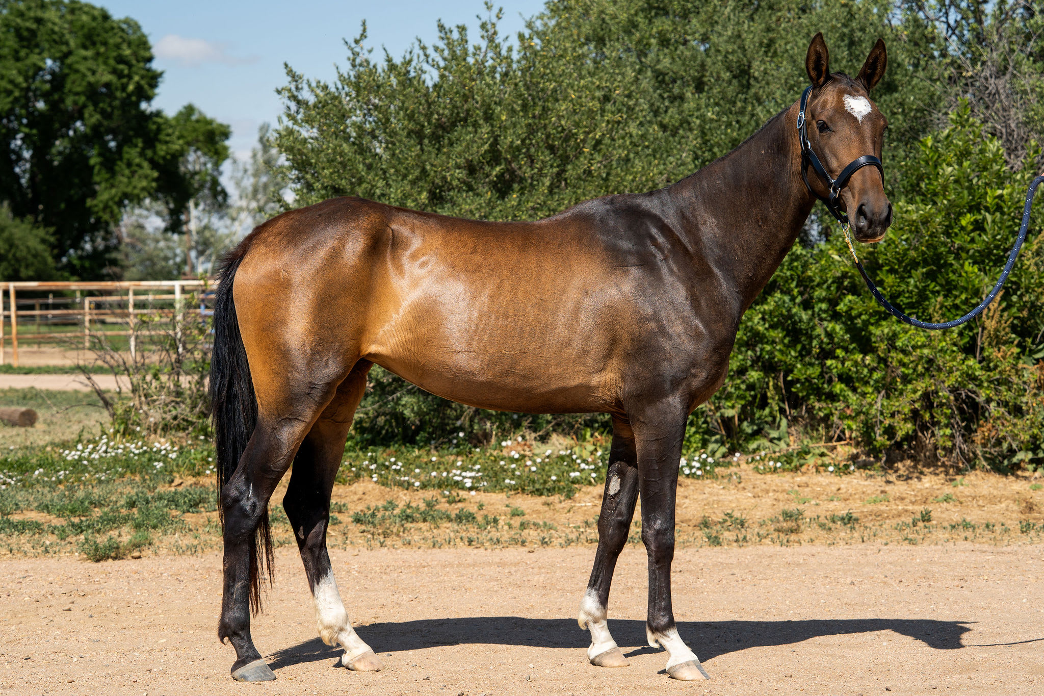 Bakhor-Mele, purebred Akhal-Teke mare