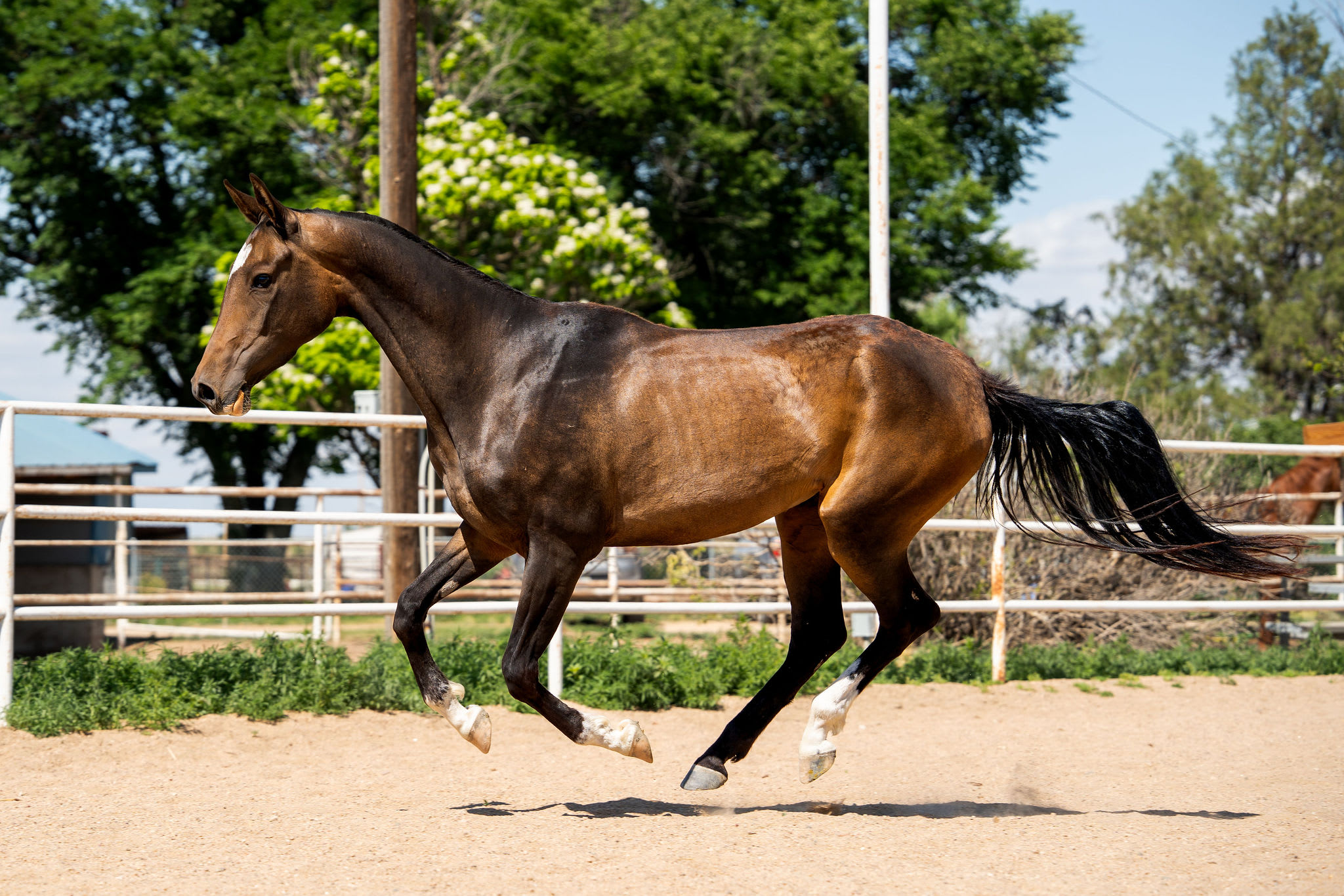 Bakhor-Mele, purebred Akhal-Teke mare