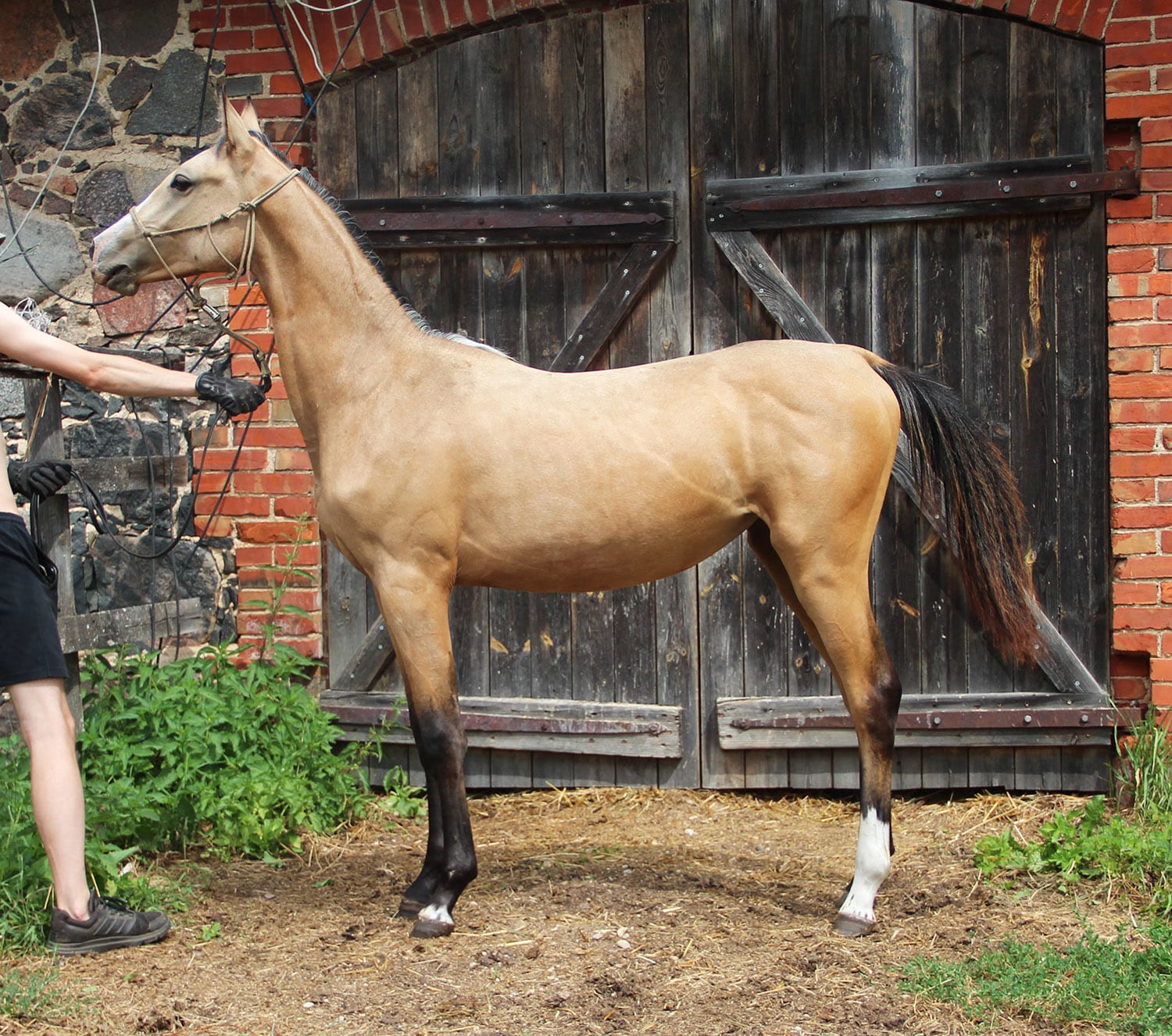 Farida EST, young purebred Akhal-Teke