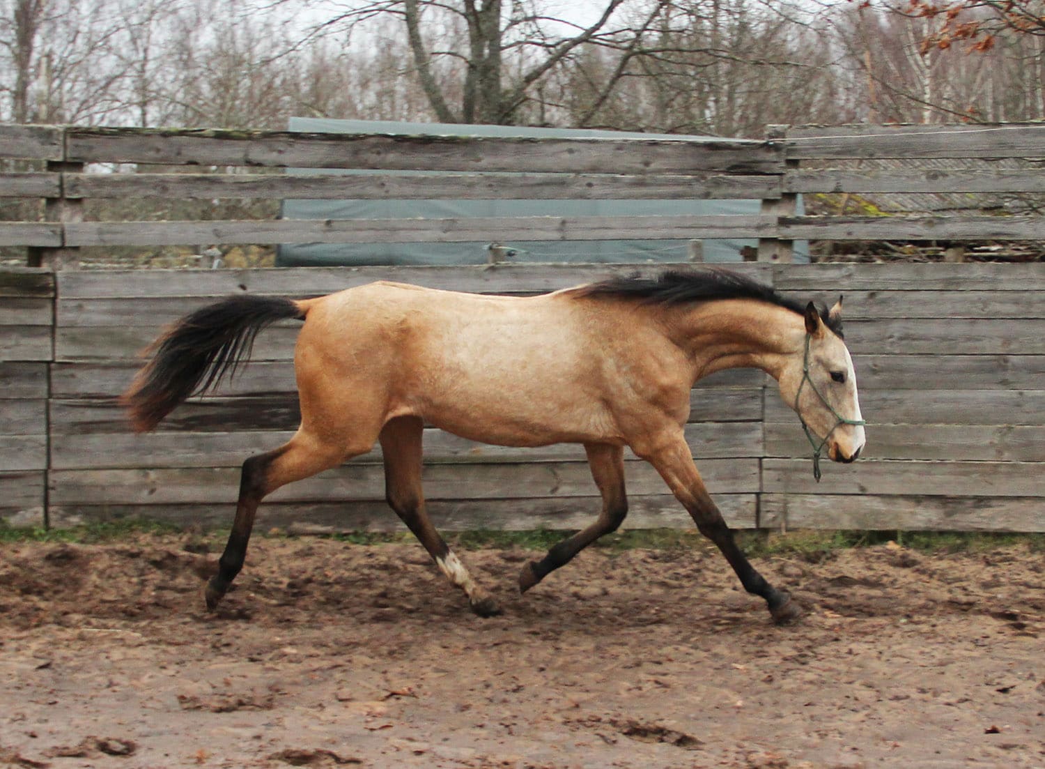 Farida EST, young purebred Akhal-Teke