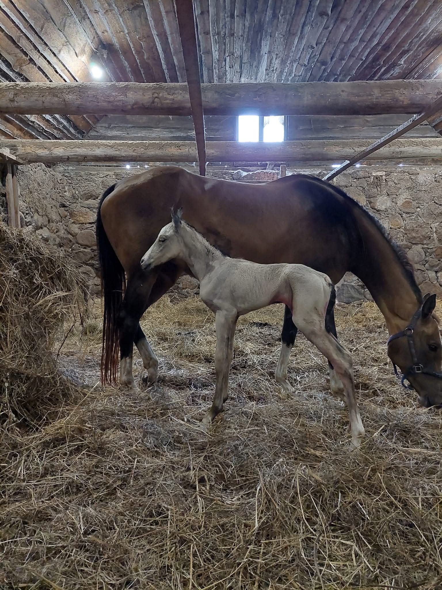 Farida EST, young purebred Akhal-Teke