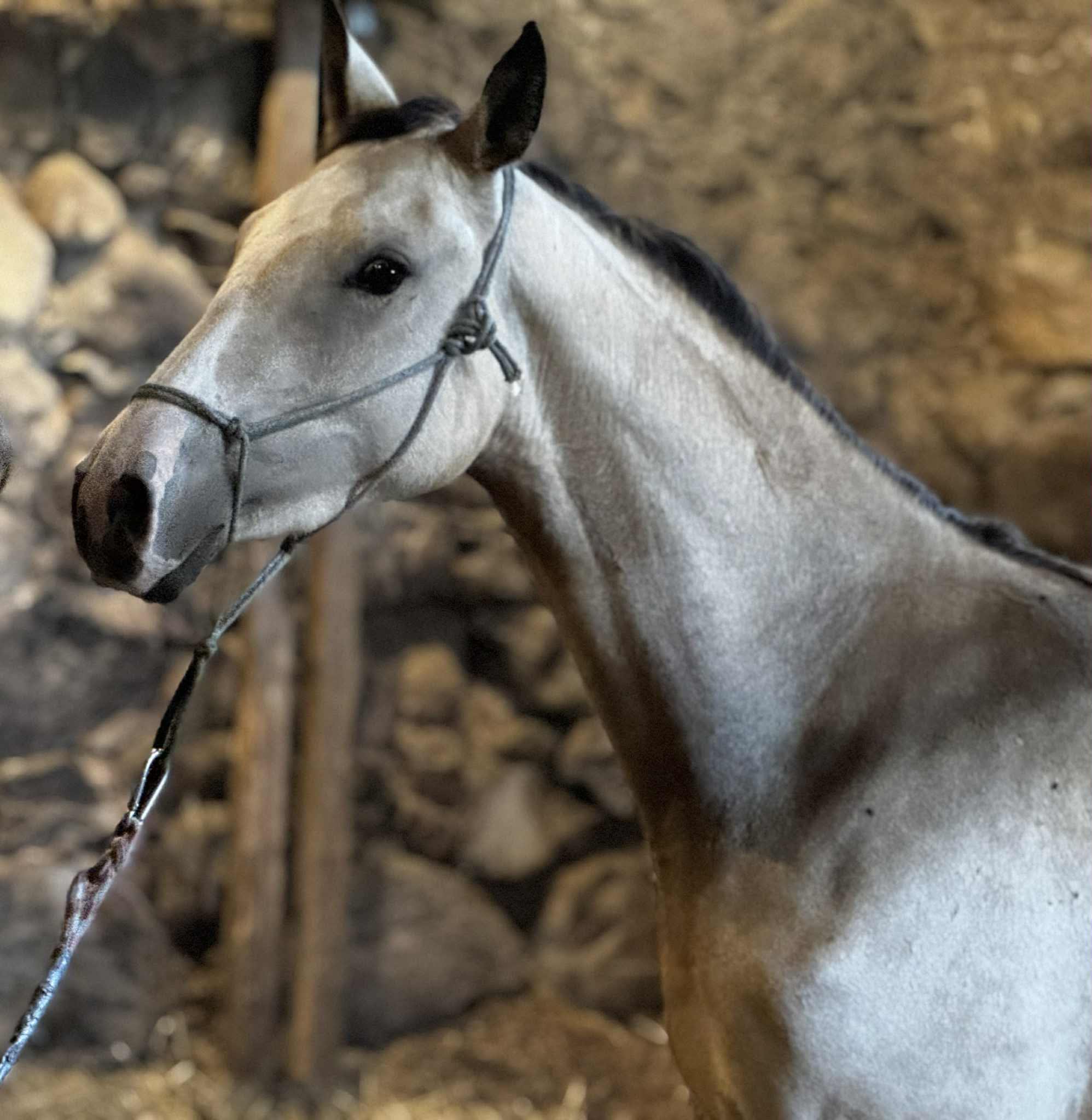 Farida EST, young purebred Akhal-Teke