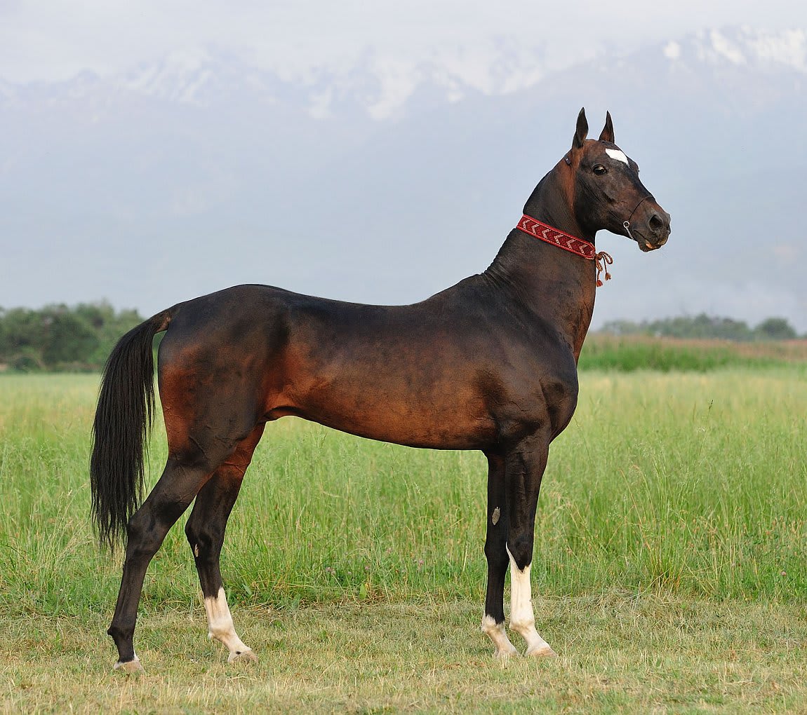 Gasyr
