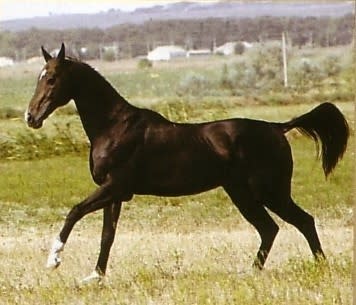 Melesur
