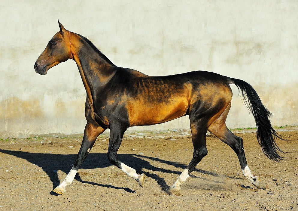 Pamel-Kan