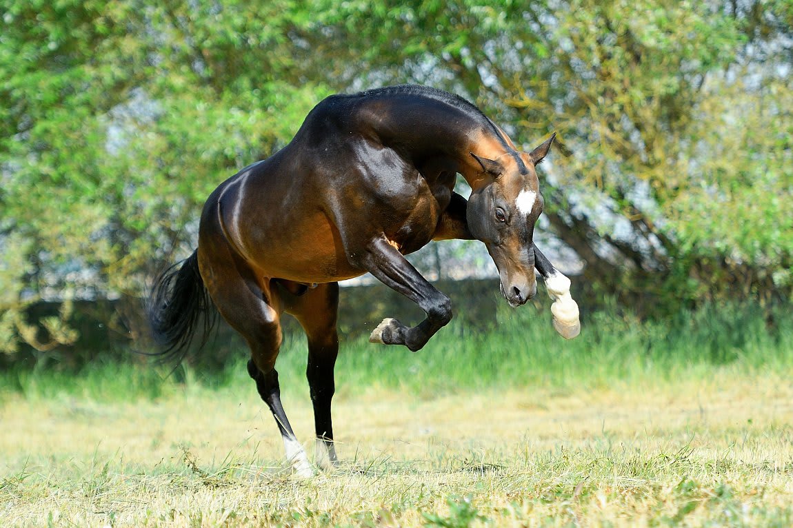Gappar-Dacor, Akhal-Teke stallion