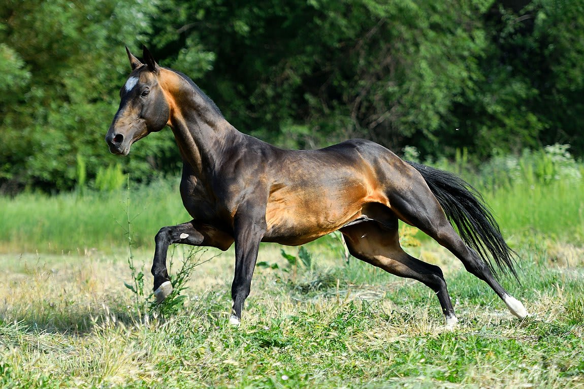 Gappar-Dacor, Akhal-Teke stallion