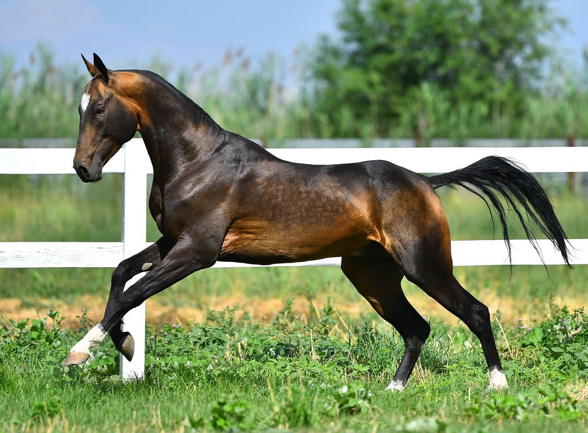 Gappar-Dacor, Akhal-Teke stallion